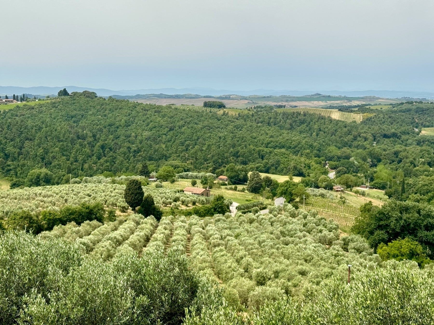 A scenic landscape featuring a lush, green valley with rows of olive trees and dense forest-covered hills. Scattered houses are visible, nestled among the trees, and mountains can be seen in the distance under a clear sky.