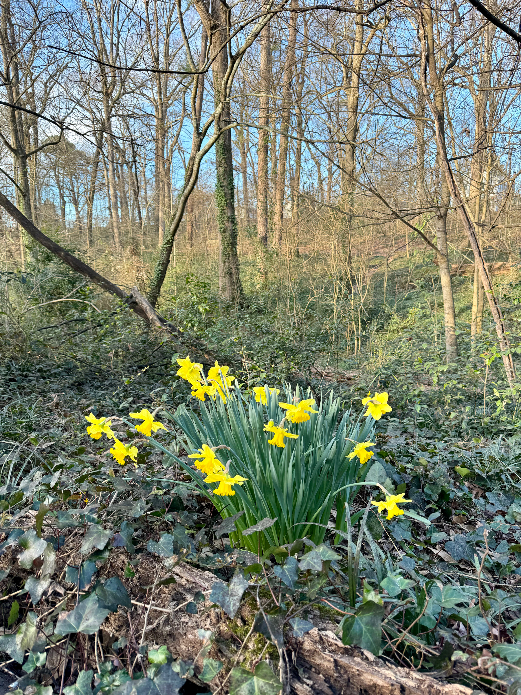 A cluster of daffodils in full bloom in a woodland setting, with leafless trees and ivy-covered ground in the background.