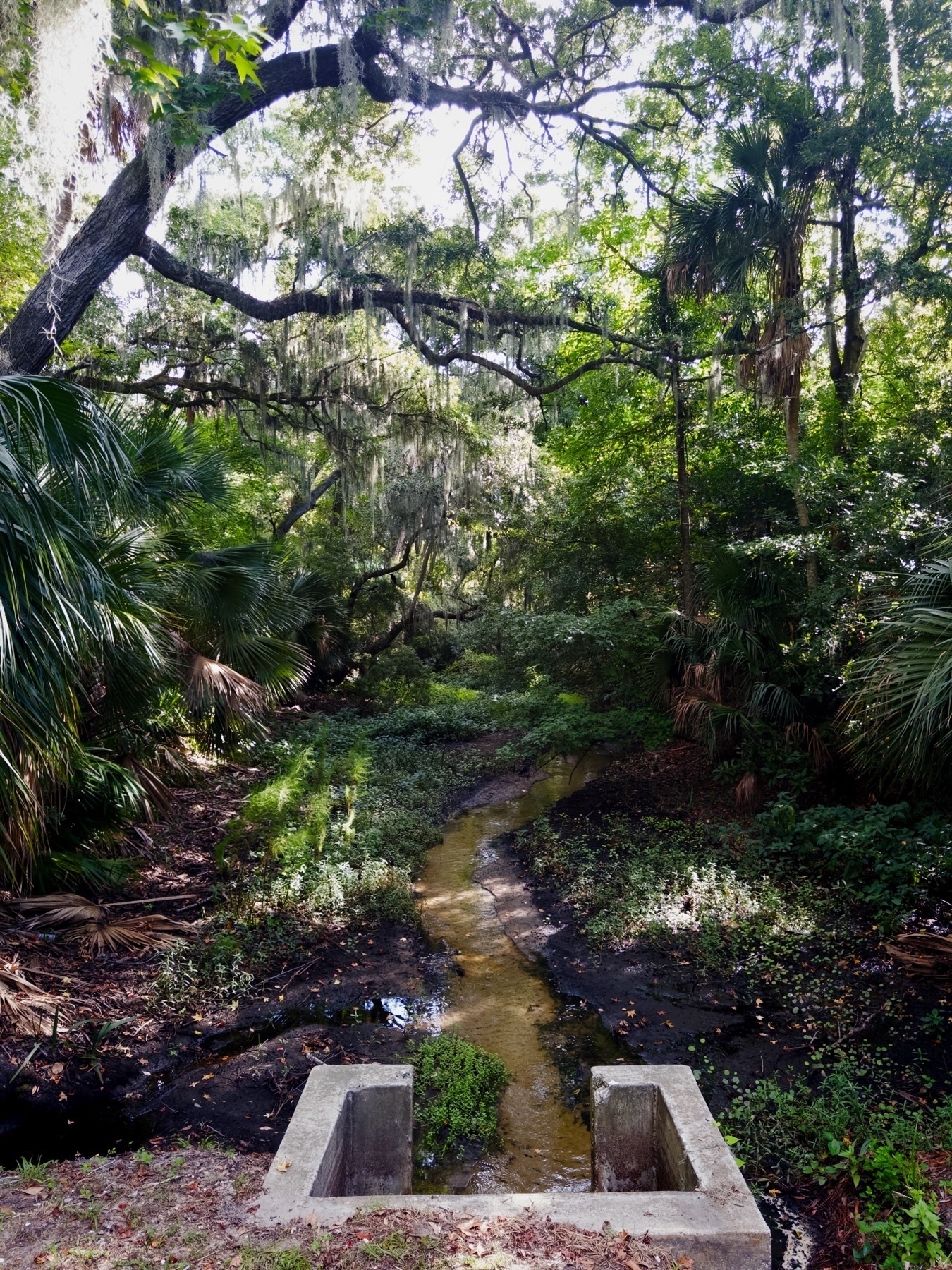 A narrow stream flows through dense, lush vegetation in a forested area. Large trees with hanging moss and various plants surround the stream. The image is viewed from a concrete structure at the edge of the stream.