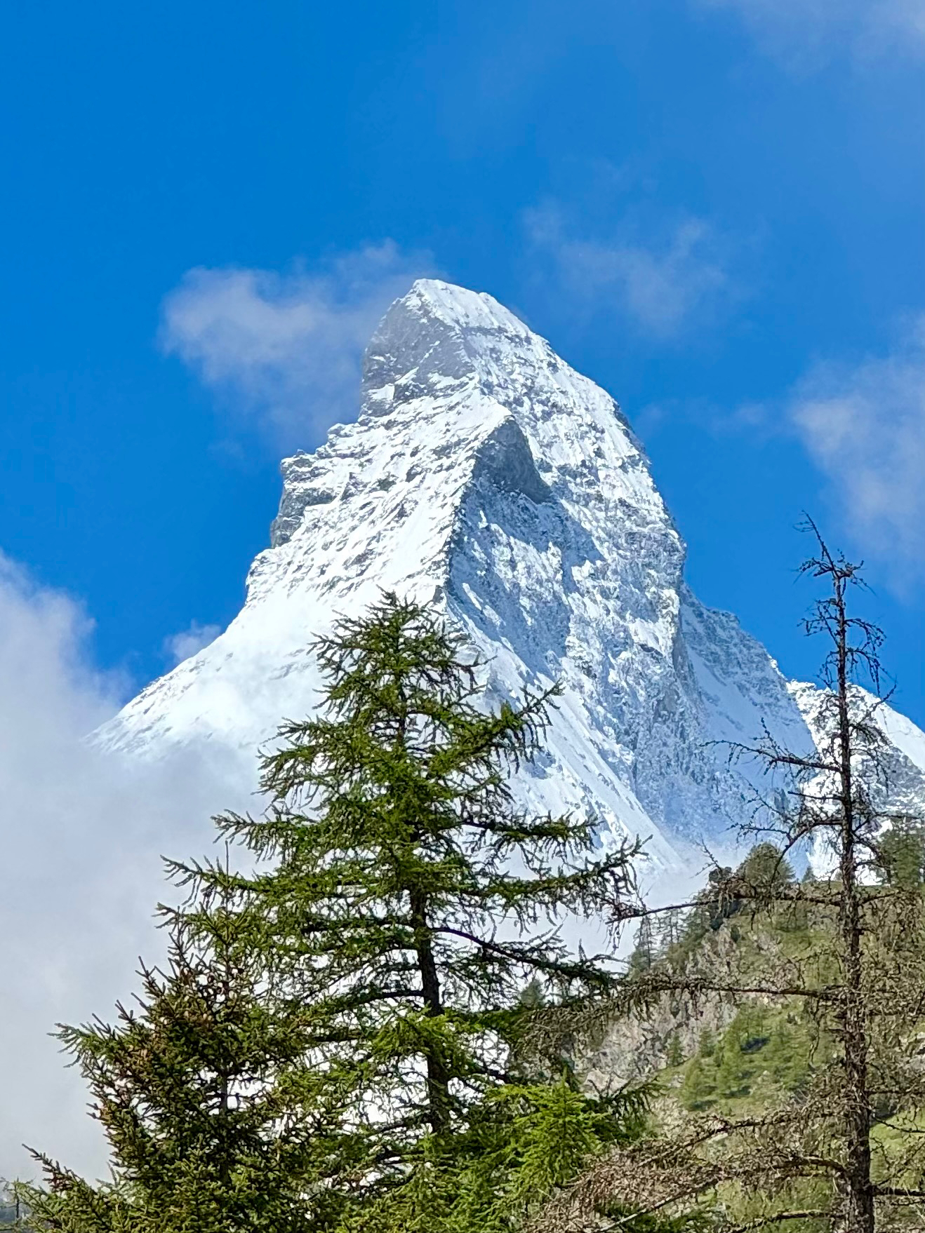 Snow-covered mountain peak against a blue sky, with evergreen trees in the foreground.