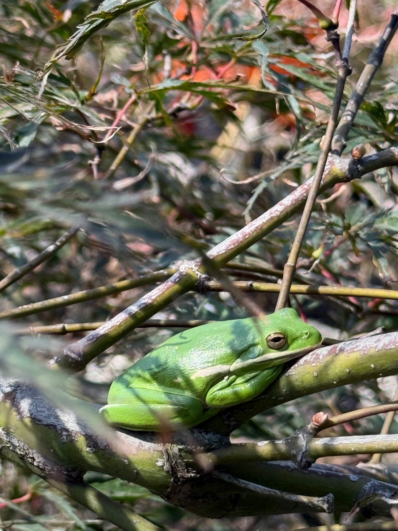 A green tree frog resting on a branch surrounded by leafy foliage.