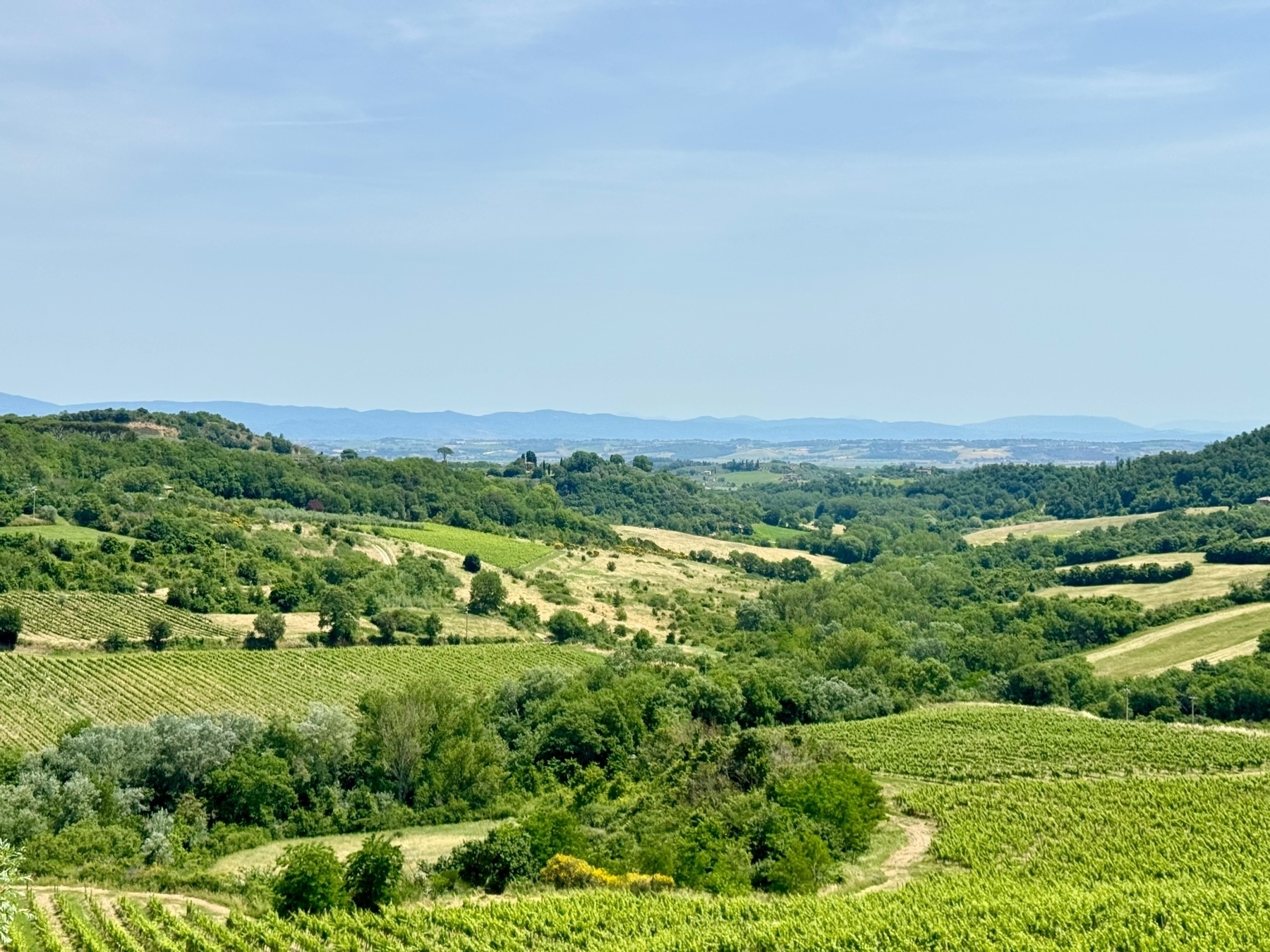 View of a lush, green landscape with rolling hills and vineyards. The horizon shows distant mountains under a clear, blue sky.