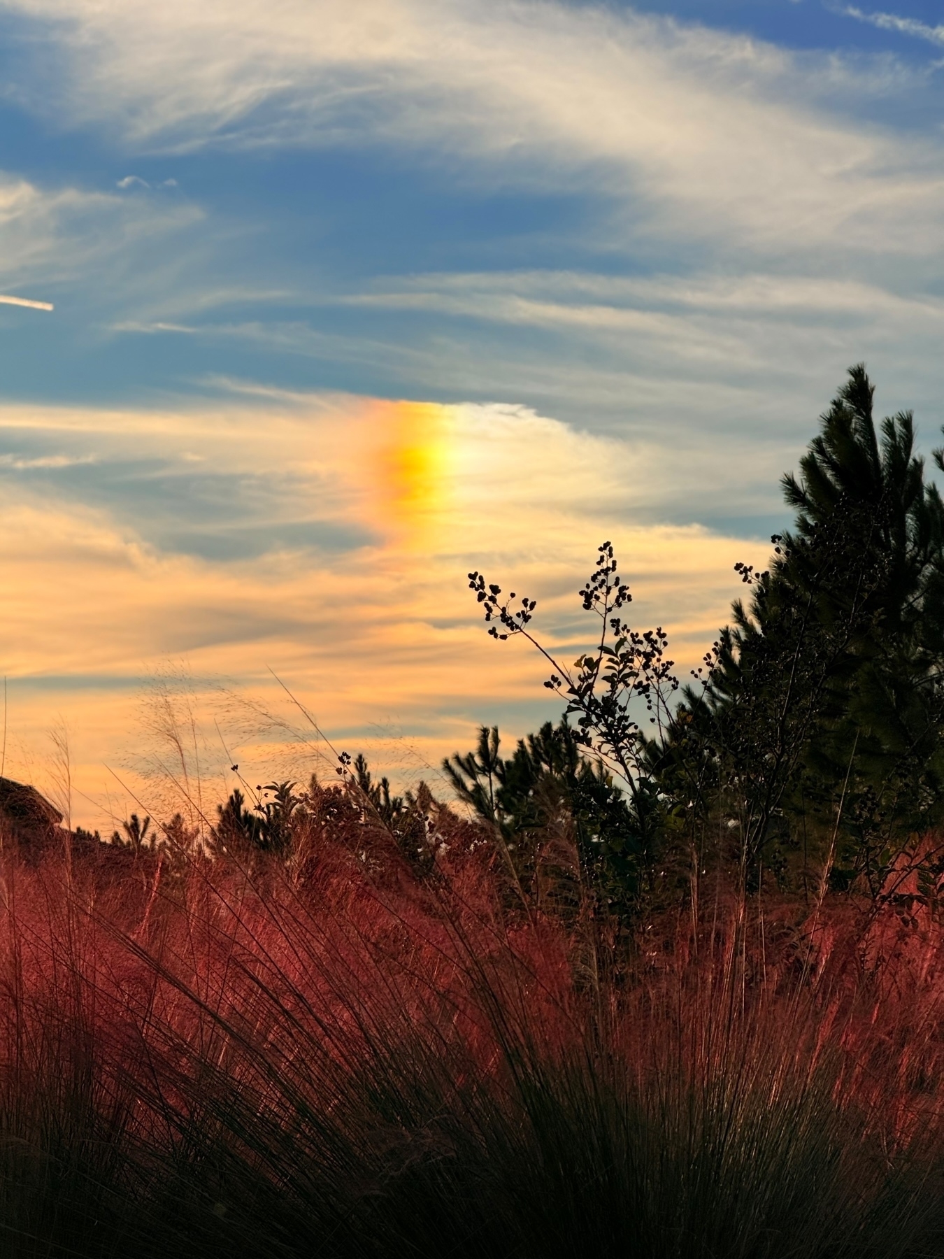 A vibrant landscape with tall grasses in the foreground, a cluster of trees on the right, and a colorful sunset sky. A sundog is visible in the clouds, casting a rainbow-like light.