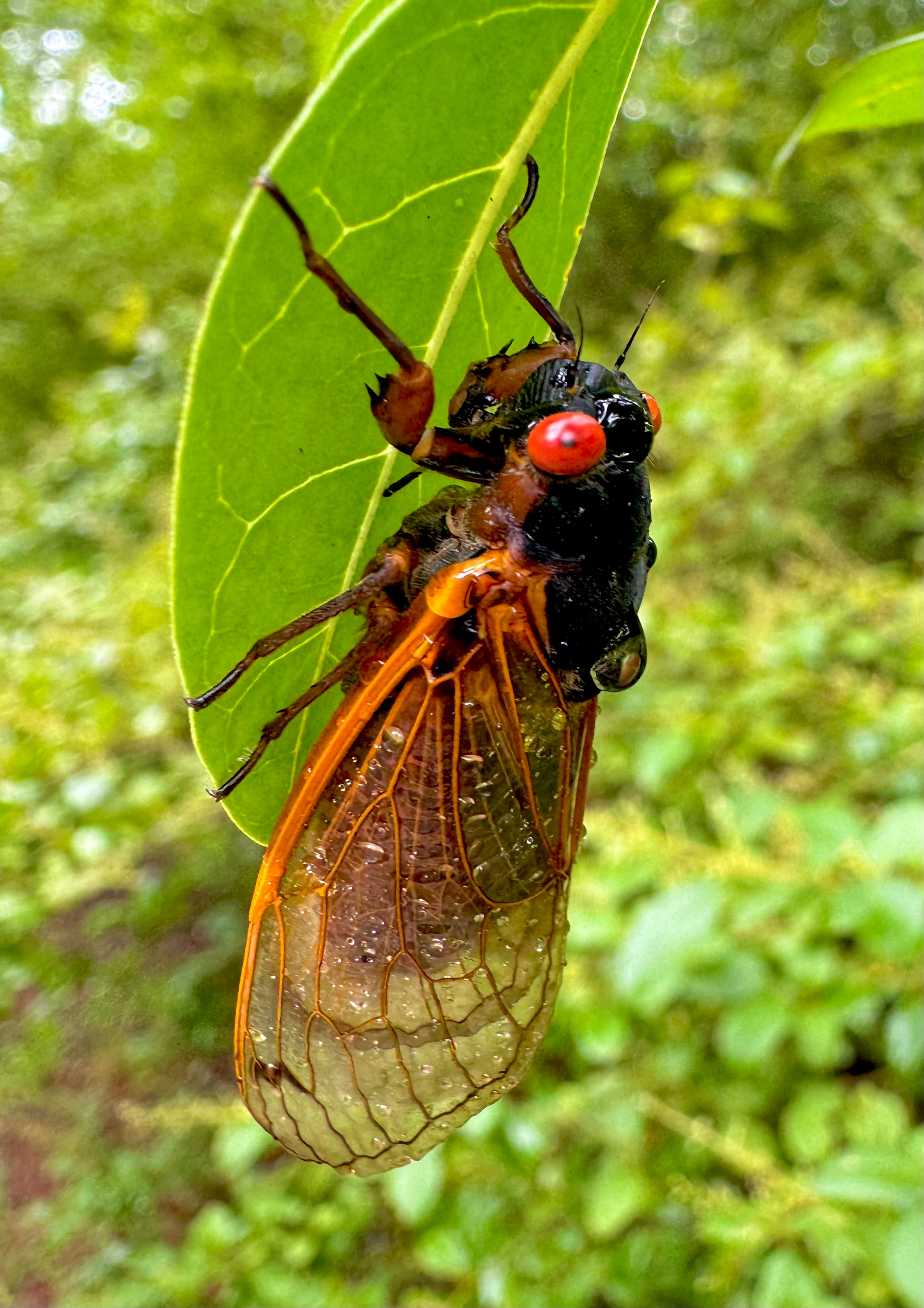 Cicada clinging to the underside of a leaf, showing red eyes, black body, and translucent wings with orange veins.