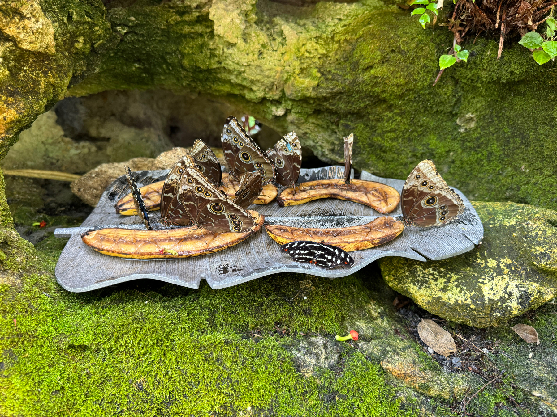 A group of butterflies feeding on sliced bananas placed on a flat surface, surrounded by rocks covered with green moss.