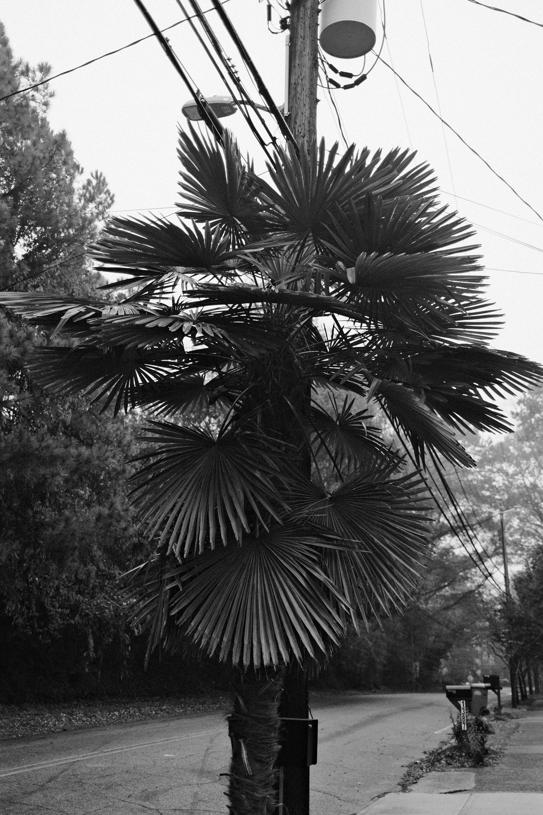 A black and white photo of a palm tree growing around a utility pole with multiple wires. The scene includes a road lined with trees and mailboxes in the background.