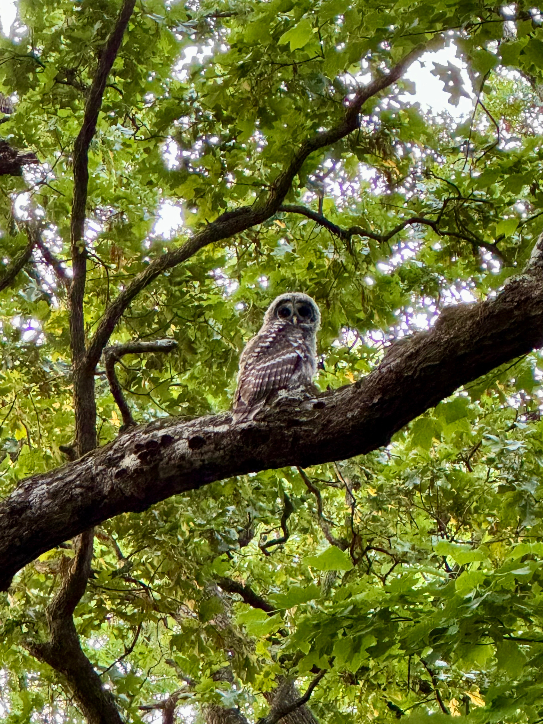 An juvenile barred owl perched on a tree branch surrounded by green leaves.