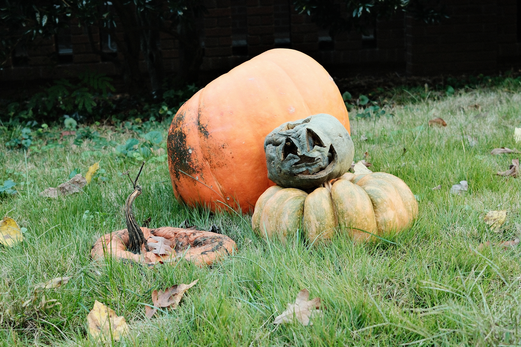 A large orange and smaller greenish decaying pumpkins with carved faces are sitting on grass surrounded by fallen leaves.