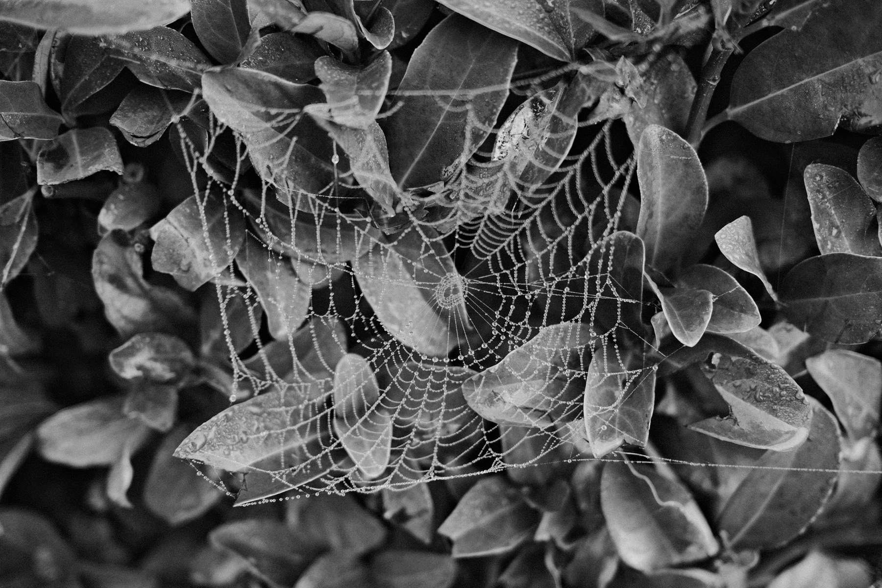 Auto-generated description: A delicate spider web is intricately woven between dense leaves.