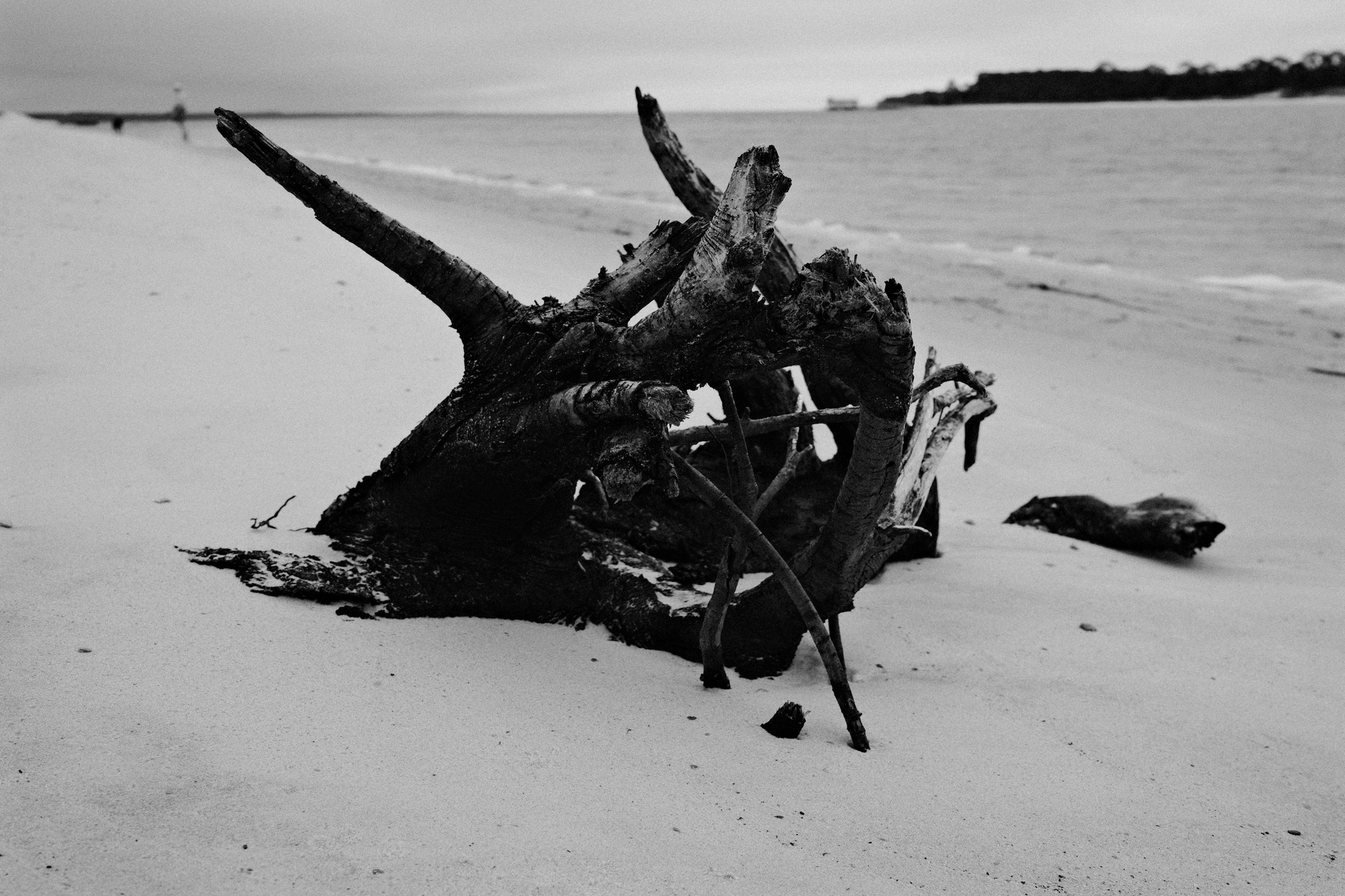 Auto-generated description: A large, gnarled piece of driftwood rests on a sandy beach beside a calm sea under an overcast sky.