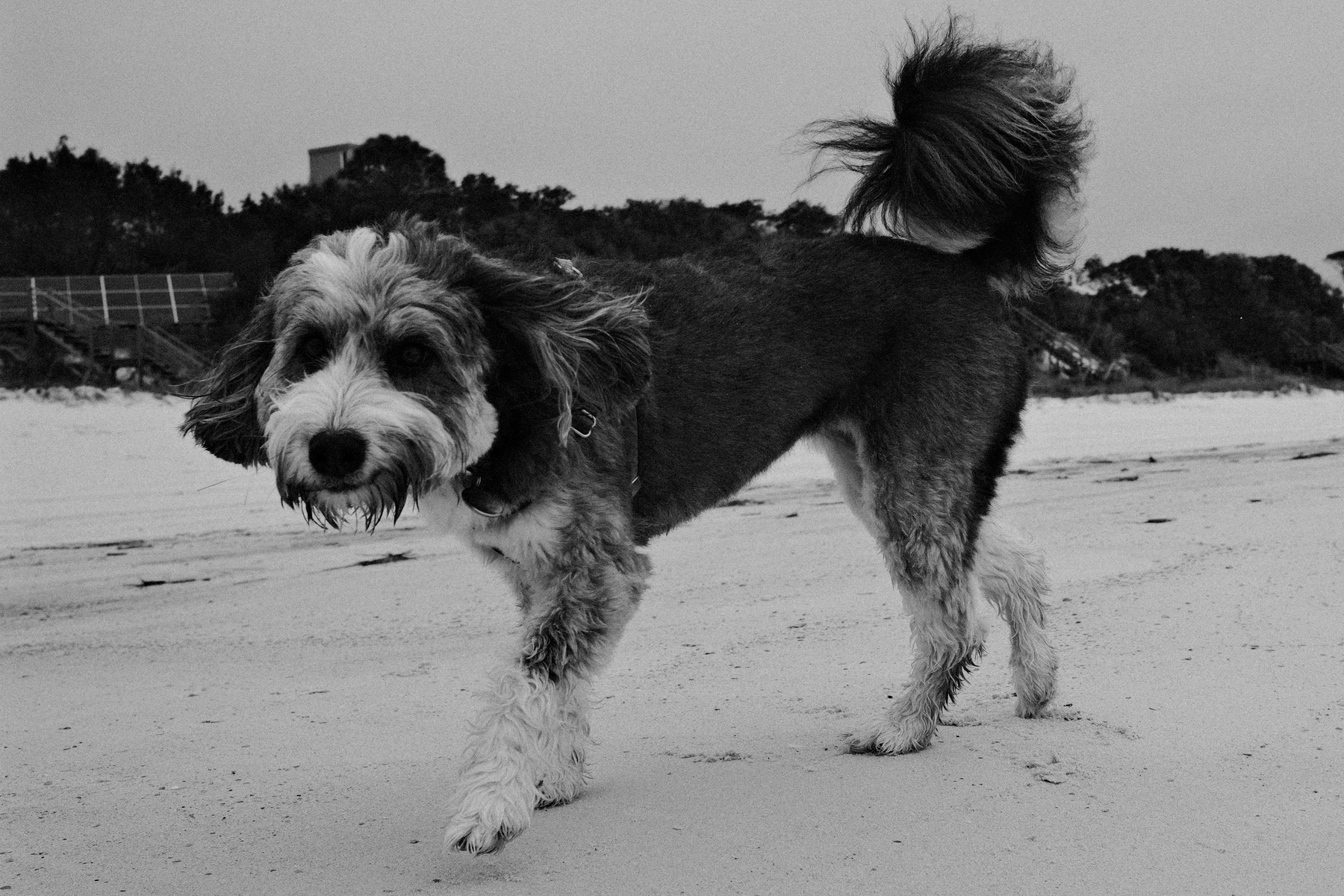 Auto-generated description: A fluffy dog with a wagging tail walks on a sandy beach.