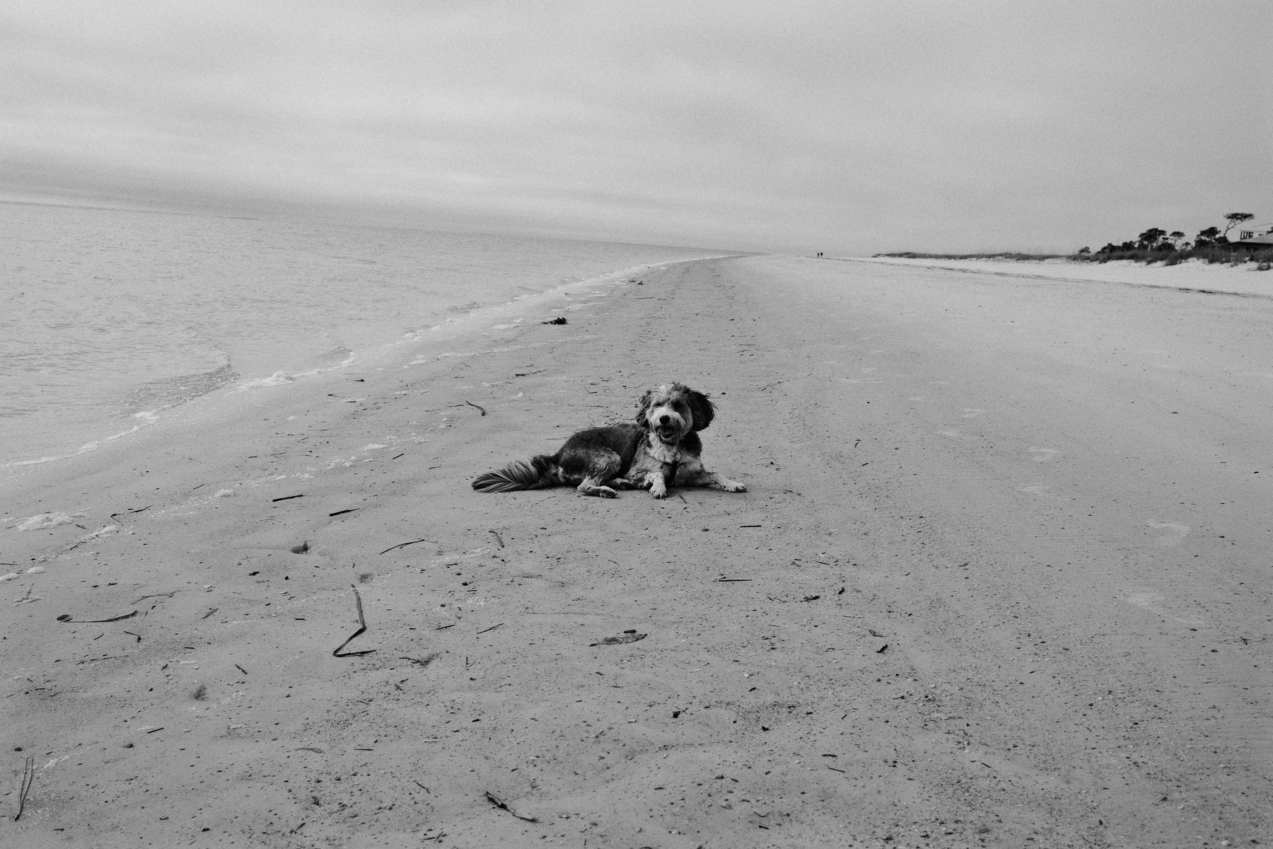 Auto-generated description: A dog is lying on a deserted beach under a cloudy sky.