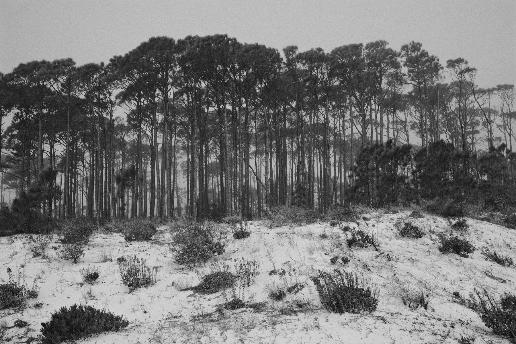 Auto-generated description: A line of tall trees stands behind a sandy landscape with sparse vegetation.