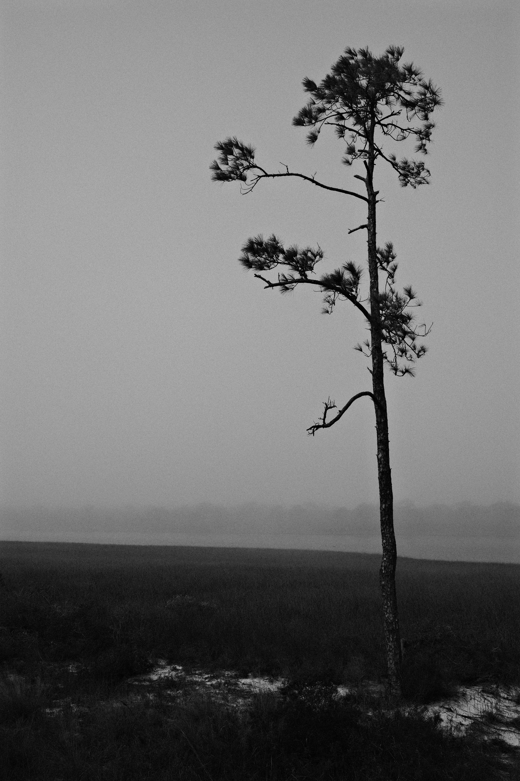 Auto-generated description: A solitary tree stands against a misty, open landscape in a grayscale setting.