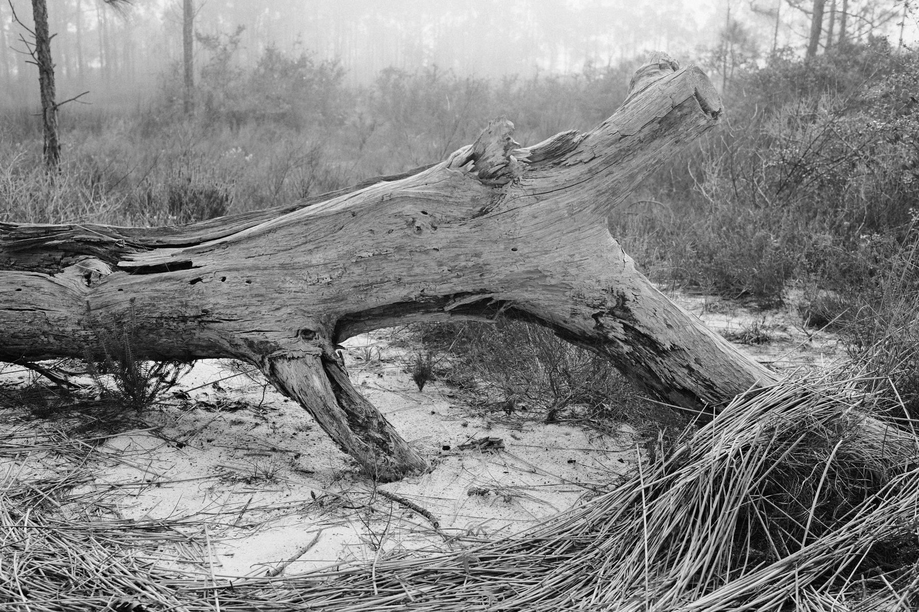 Auto-generated description: A fallen tree rests on sandy ground surrounded by tall grasses and misty woodland.