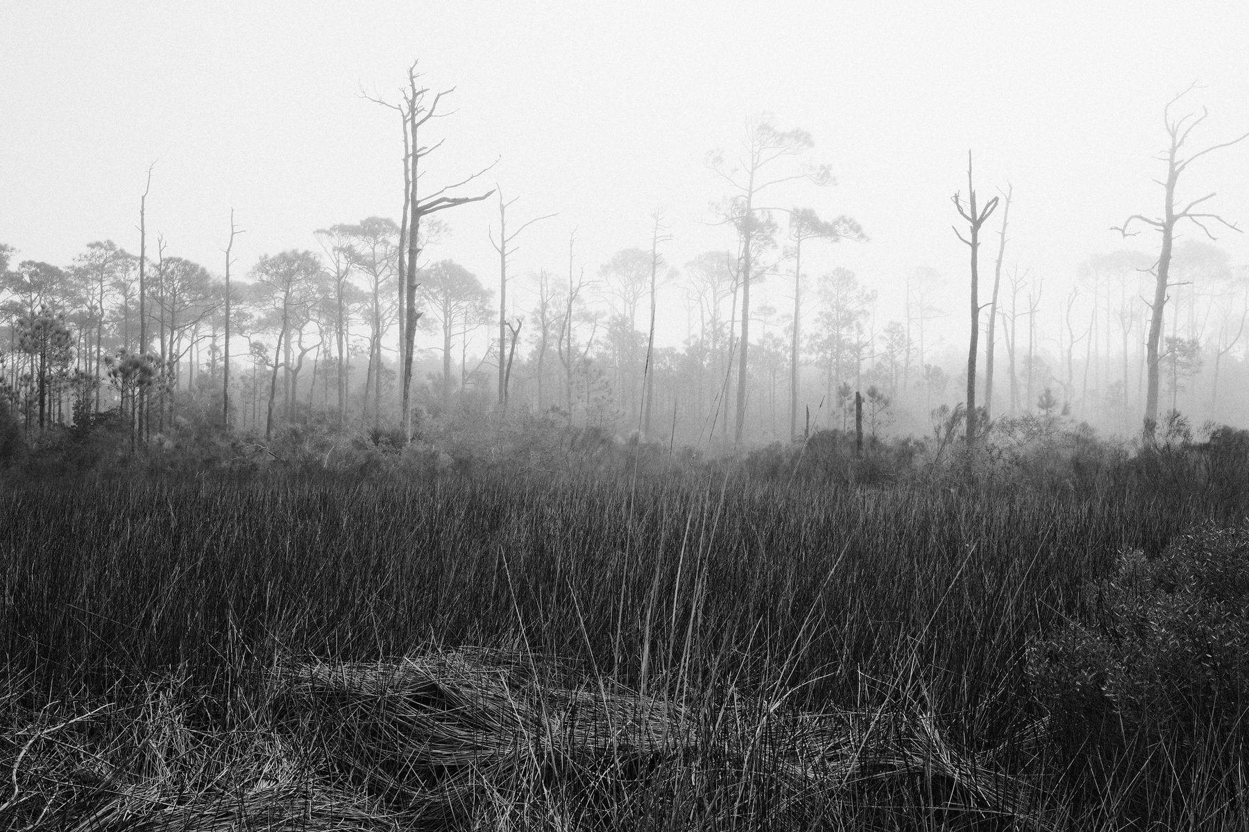 Auto-generated description: A foggy landscape features a dense forest of tall, leafless trees and overgrown grass.