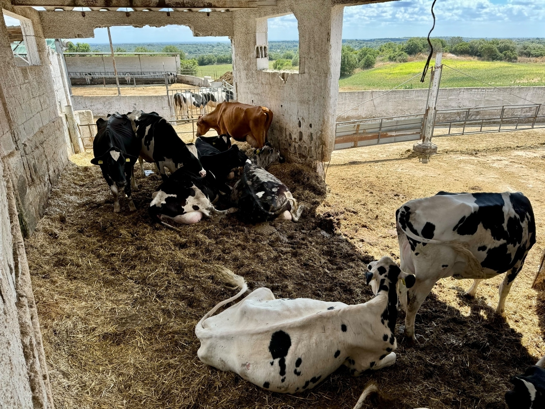 A group of cows resting inside a partially open shed, with a mix of black-and-white and brown cows. Hay is scattered on the ground, and there is an open view of fields and trees in the background.