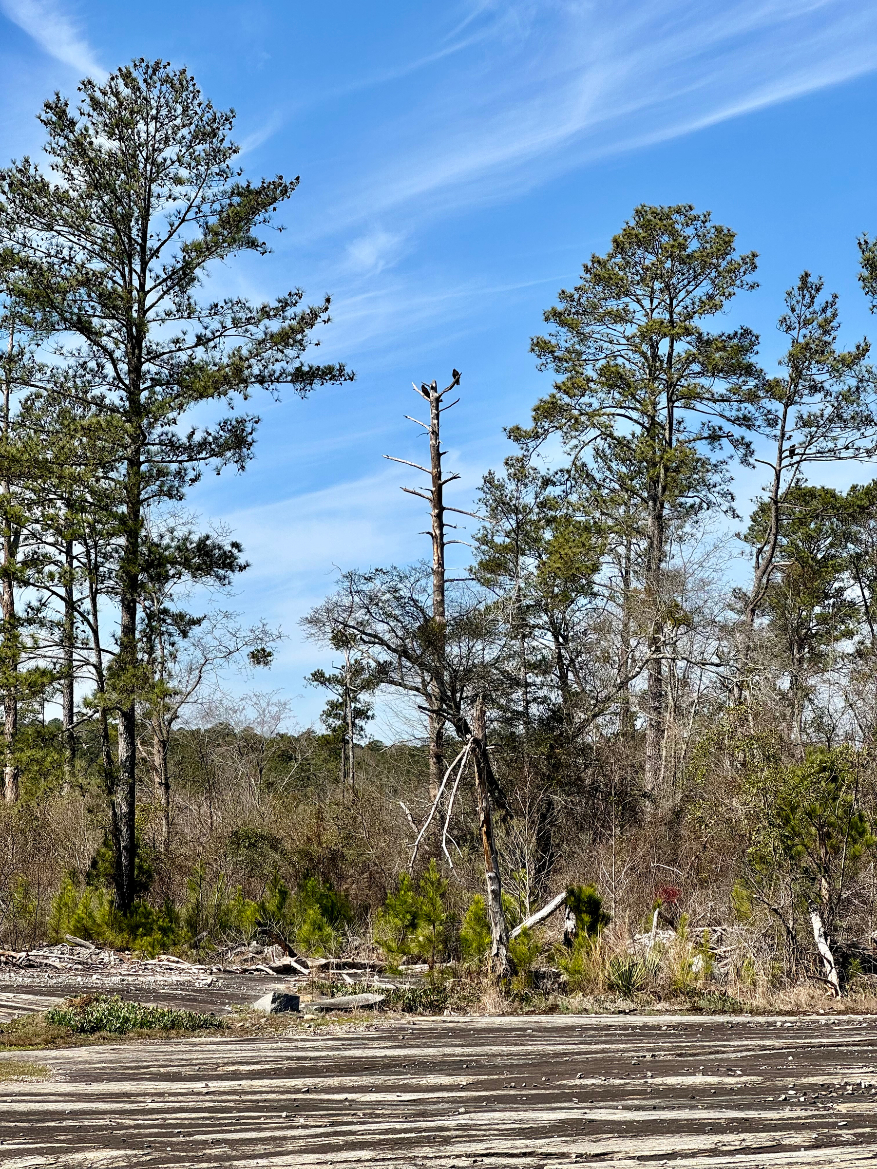 An outdoor scene with tall pine trees under a blue sky with wispy clouds. A barren tree trunk stands in the center, with a bird perched on top. The foreground shows a patch of barren land with fallen branches and stumps.
