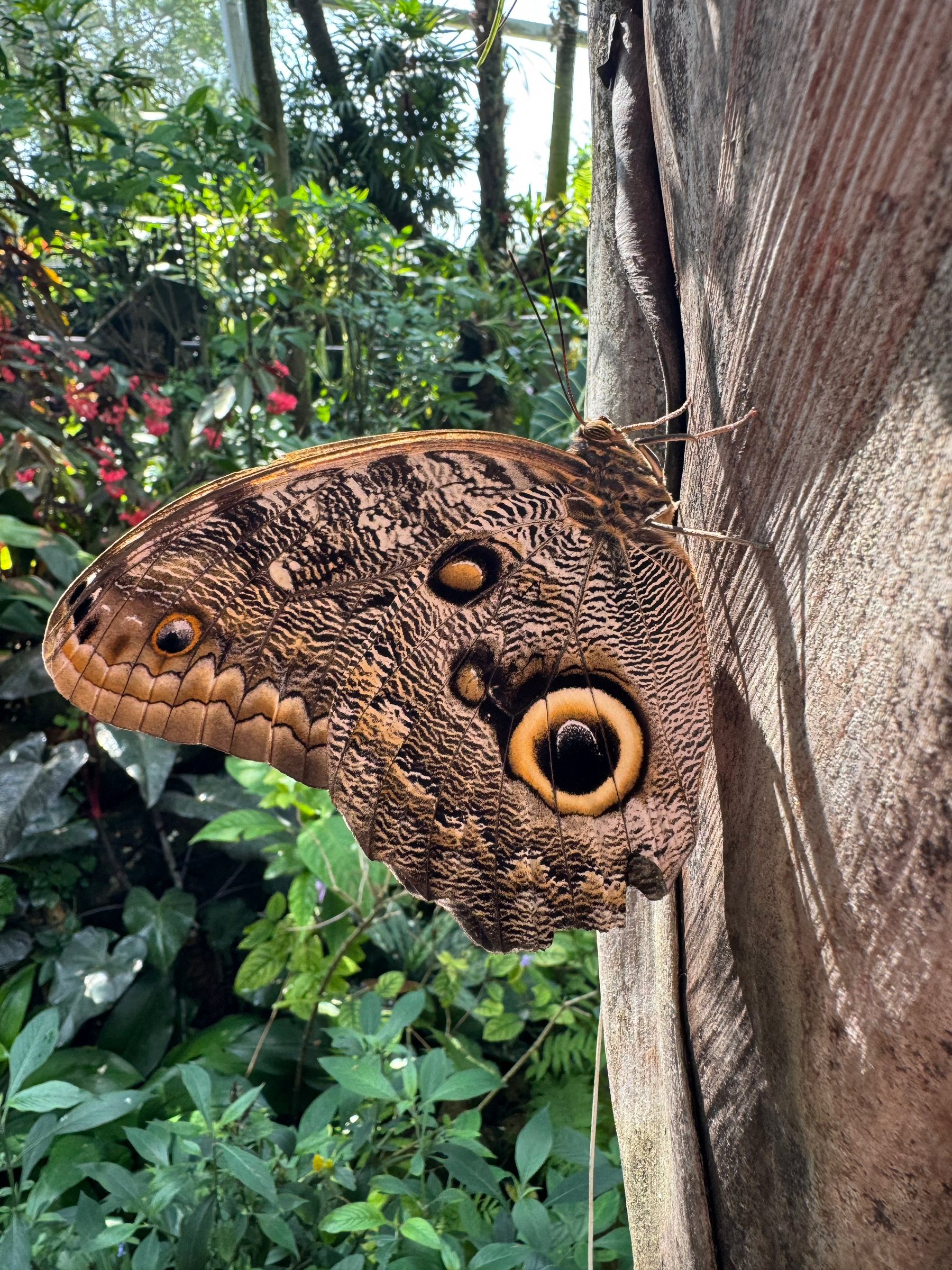 A large brown butterfly with eye-like patterns on its wings resting on a wooden surface, with a lush green background.