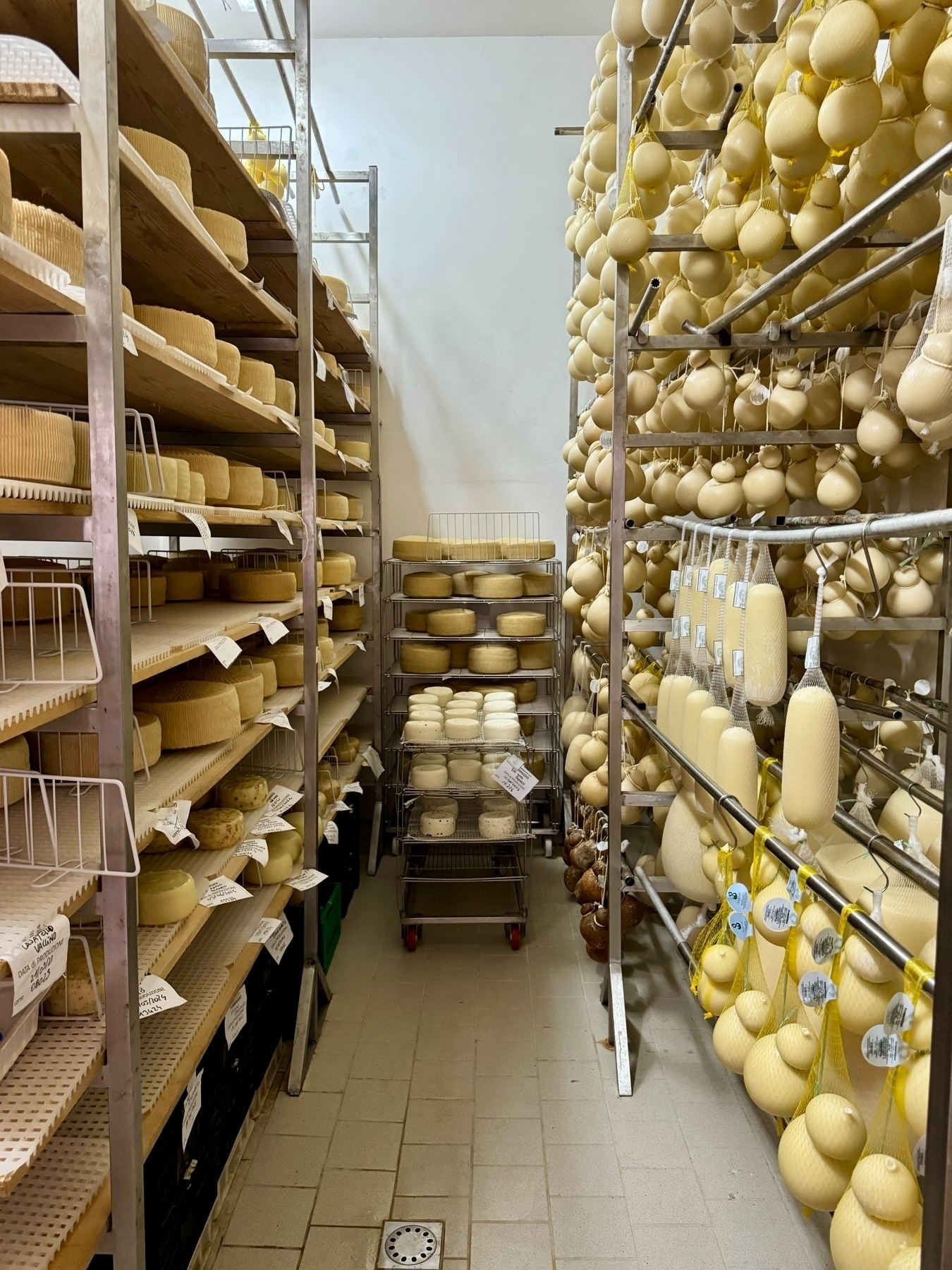 A storage room filled with shelves and racks holding various types and shapes of cheese. On the left, multiple rows of round, wheel-shaped cheeses are stacked on wooden shelves. On the right, round cheeses with a bulbous shape are hanging from metal racks. 
