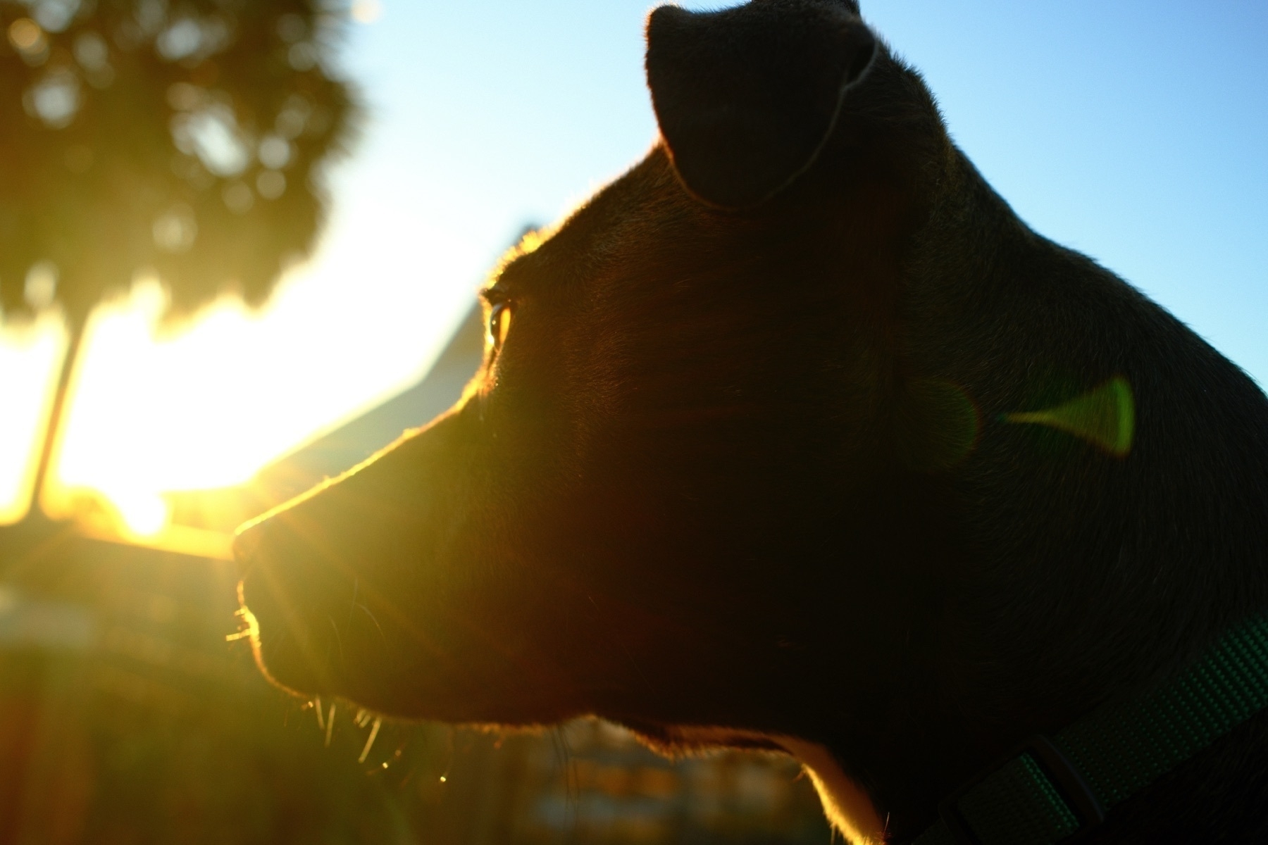 Auto-generated description: A silhouette of a dog’s head is captured against the backdrop of a bright, setting sun.