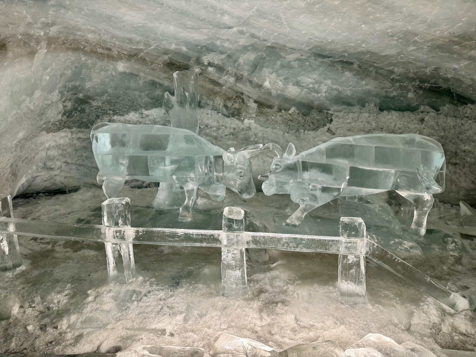 Ice sculptures of two bison inside a frosty cave, enclosed by a small ice barrier.