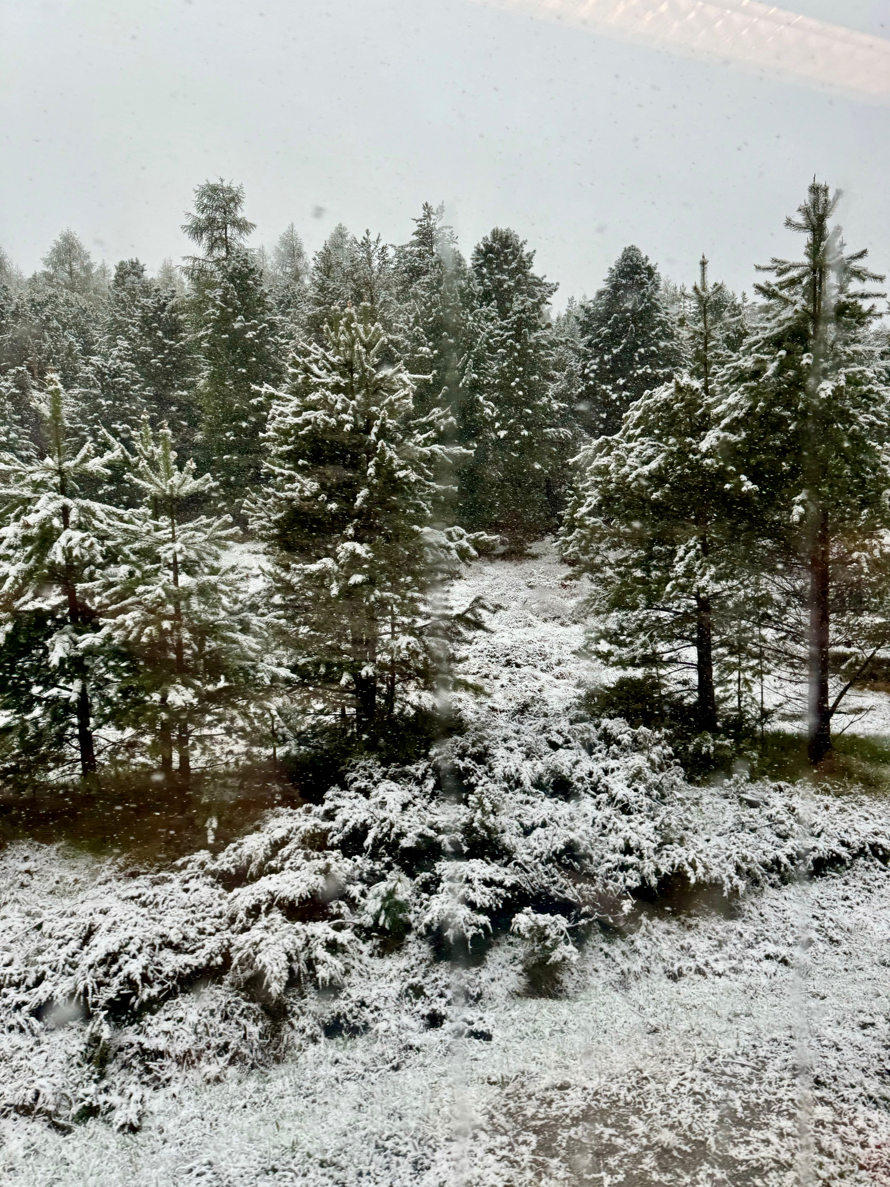 A serene forest scene with evergreen trees covered in a light layer of snow. The ground is also lightly dusted with snow, creating a calm winter atmosphere. The sky is overcast, and snow is gently falling.