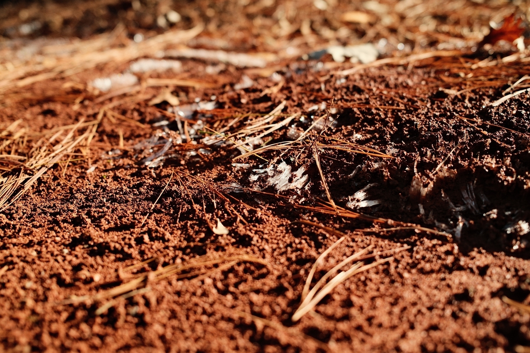 Close-up of reddish-brown soil covered with scattered dry pine needles. Ice crystals can be seen in the soil. 