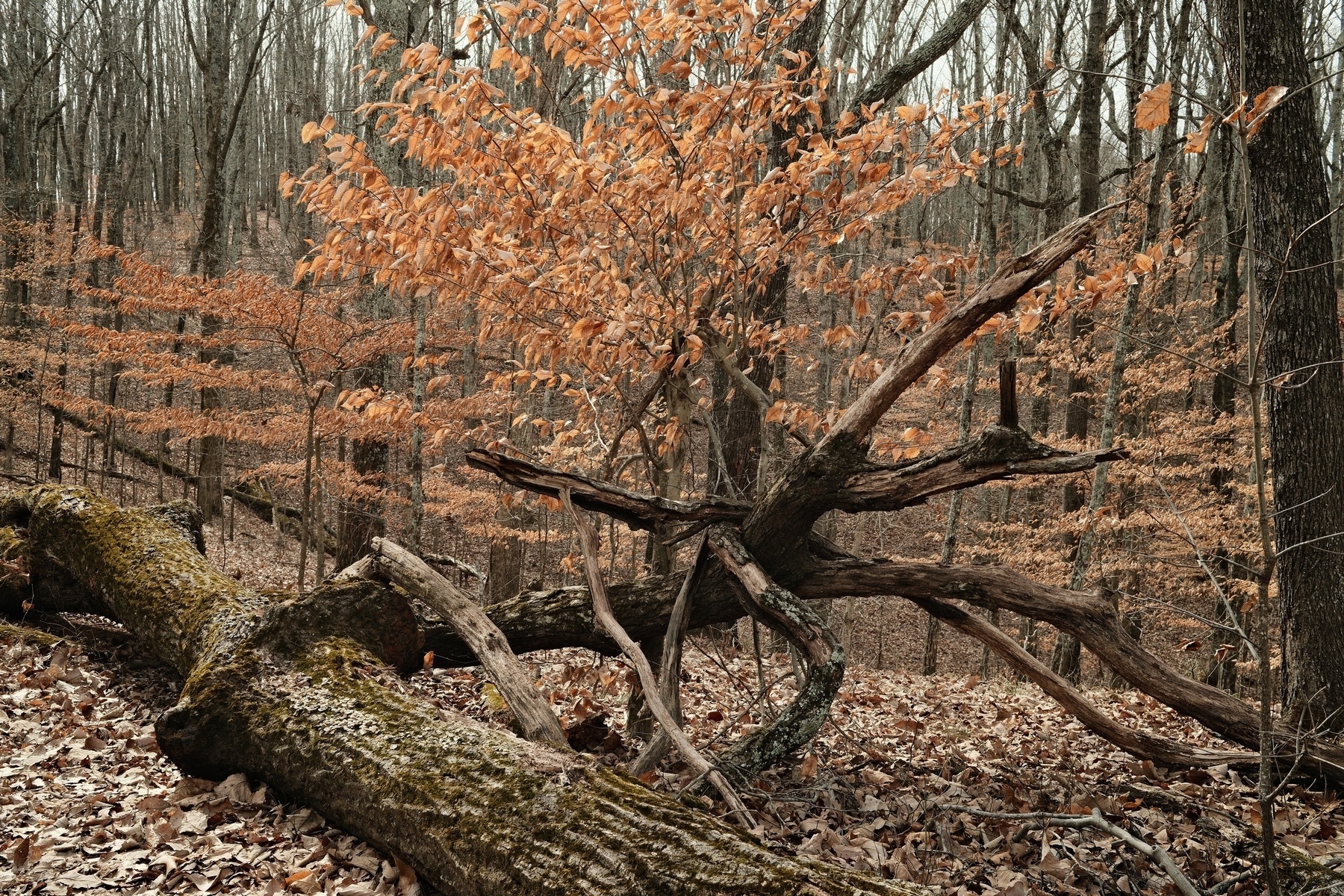 A forest scene with tall trees and numerous branches. Many brown, fallen leaves cover the forest floor. A large, fallen tree trunk with moss runs diagonally across the foreground, and small trees with brown leaves are in the background.