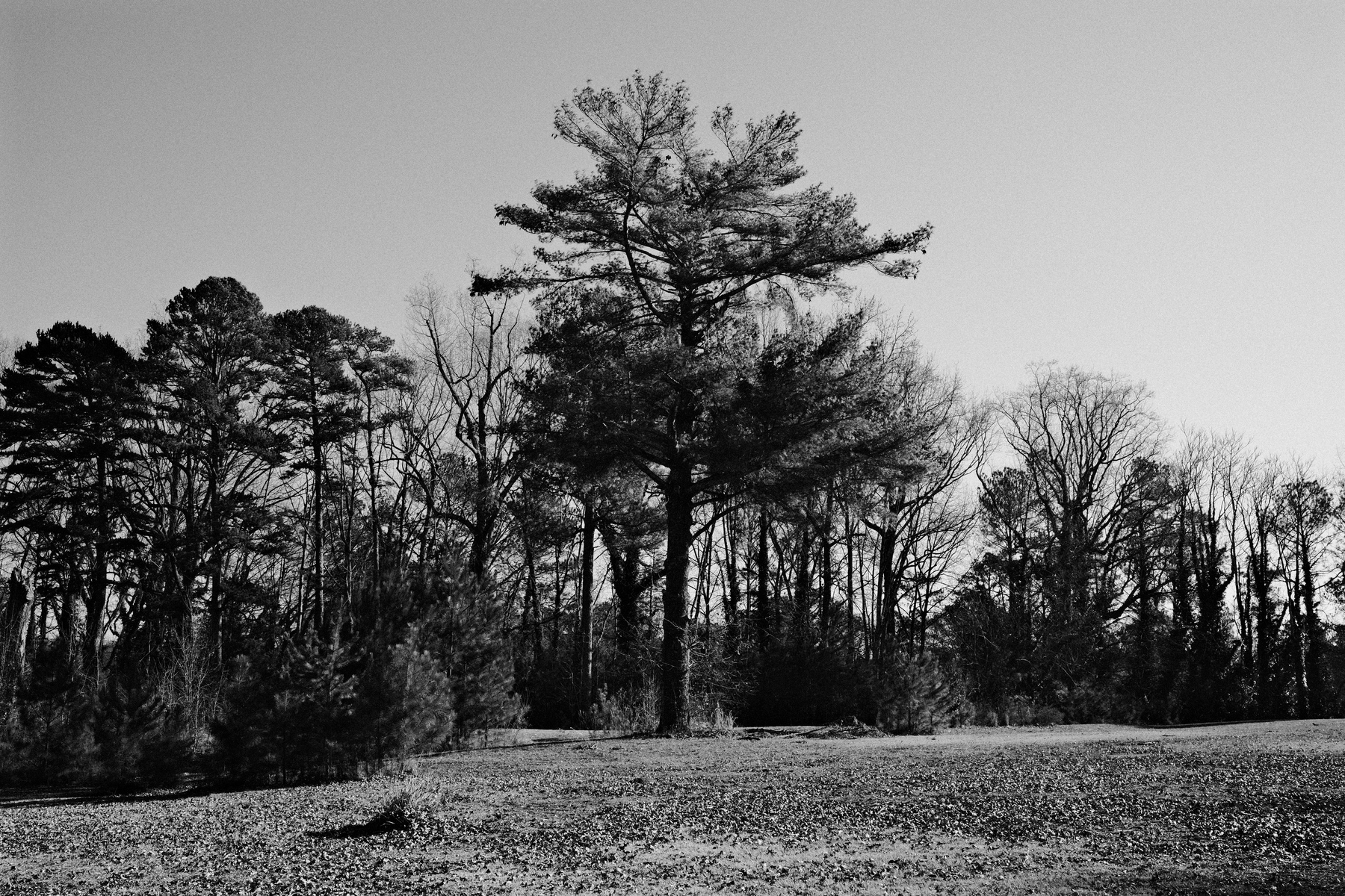 A black and white photo of a landscape featuring a large tree in the foreground surrounded by smaller trees and bushes. The backdrop displays a sky and a line of dense trees with visible branches. The ground is covered with scattered leaves.