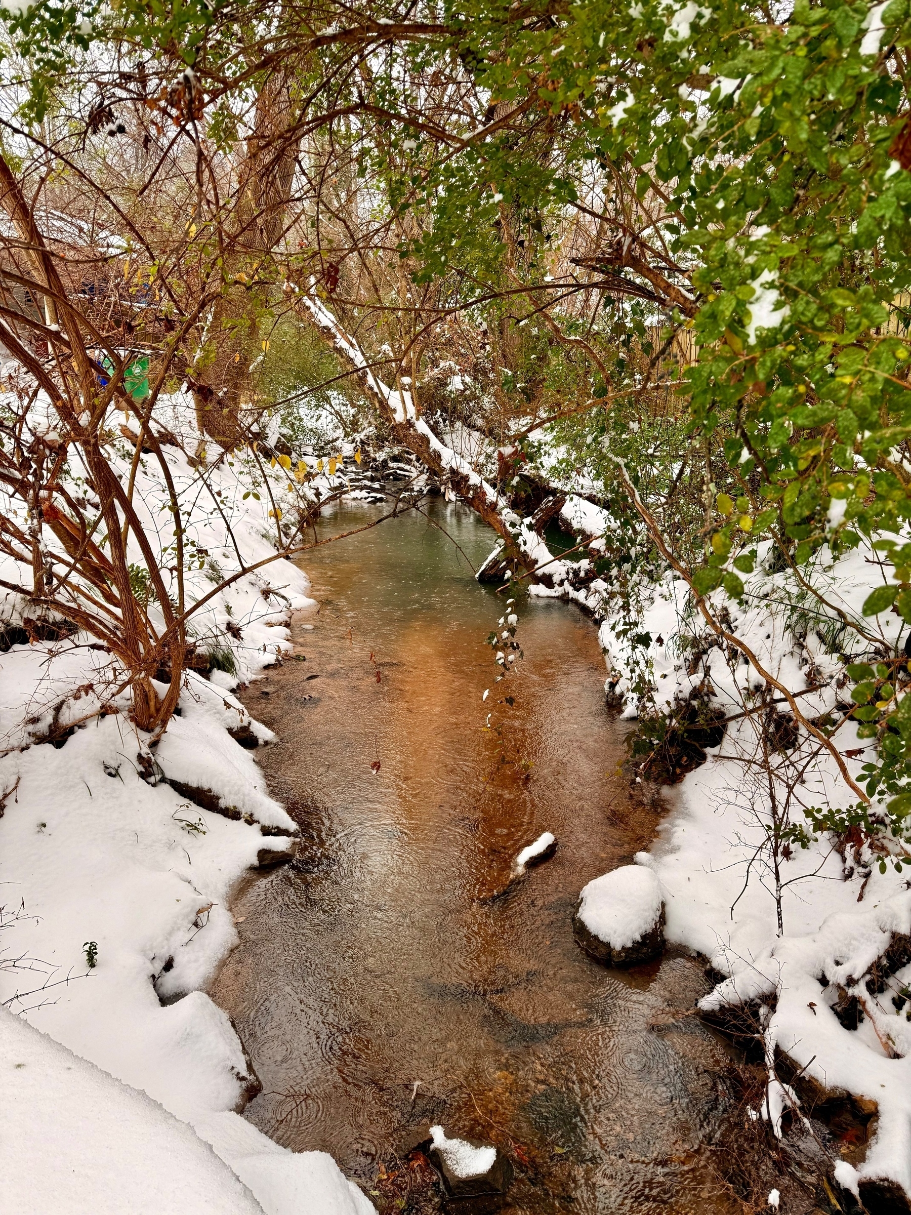 A serene winter scene featuring a small, winding creek surrounded by snow-covered banks and bare trees. The water is clear, with a few rocks visible beneath the surface. Green leaves hang from some branches, contrasting with the snow.