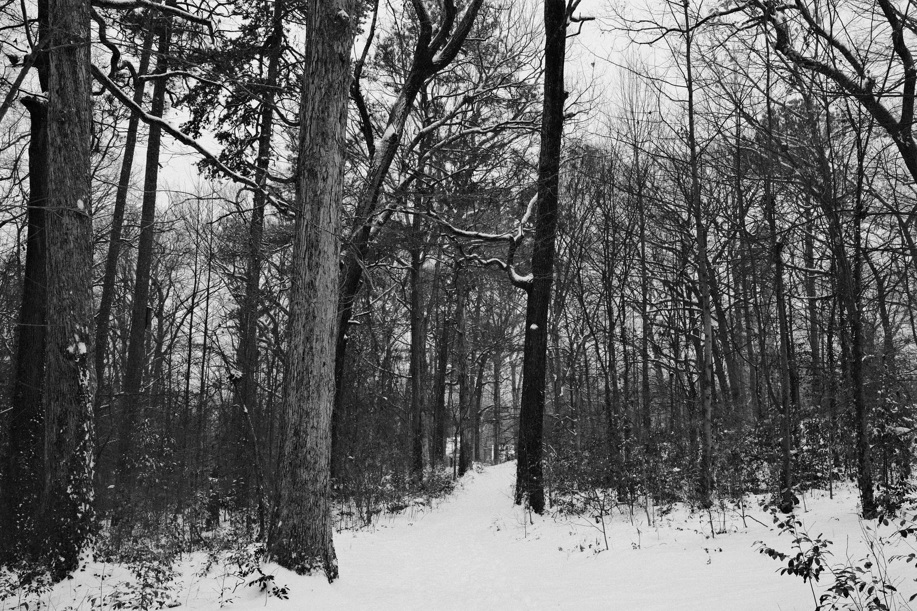 A snowy forest scene with a path winding through leafless trees and scattered underbrush.