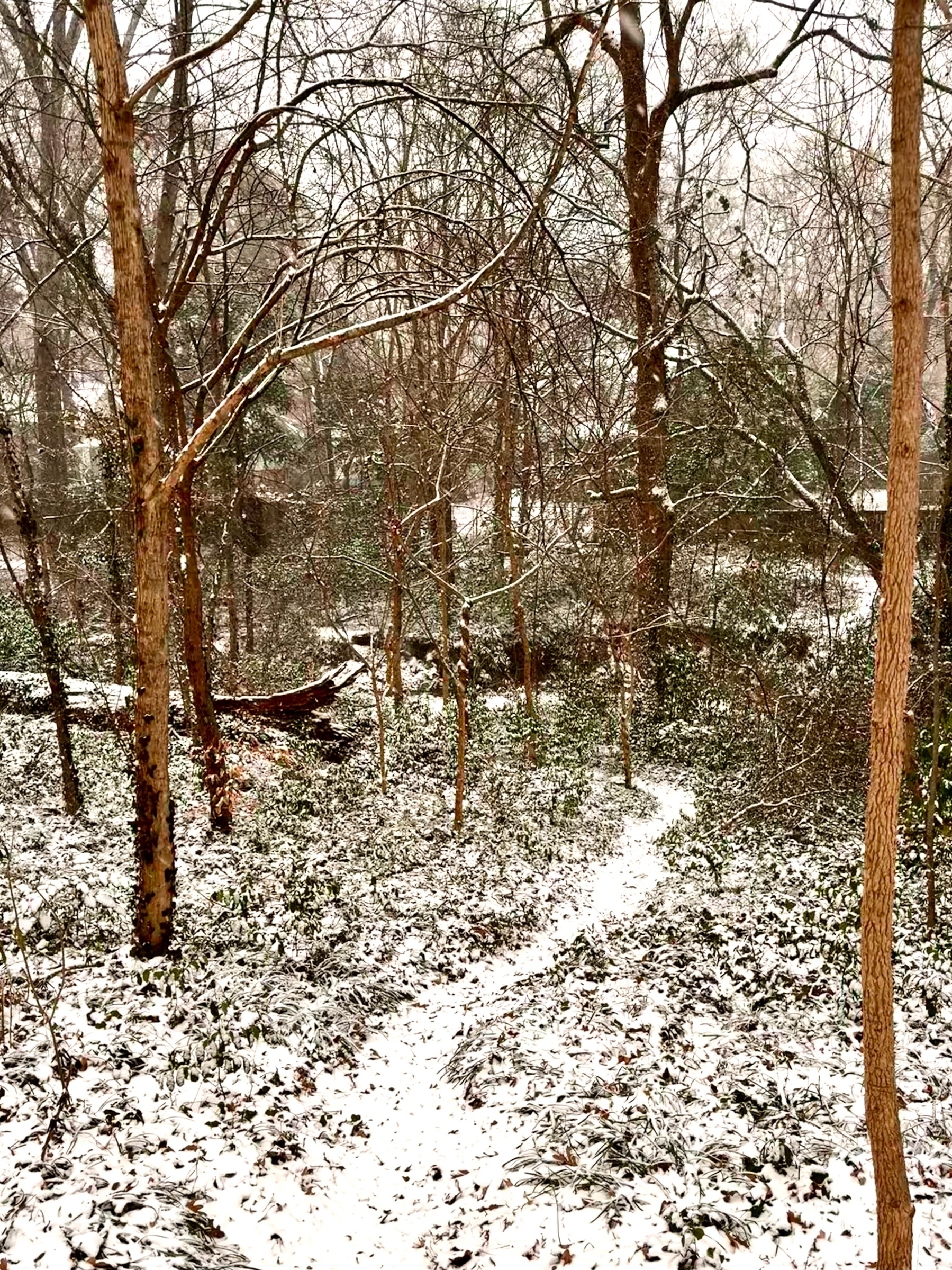 A snow-covered forest scene with bare trees and a narrow path winding through the undergrowth. The ground is lightly dusted with snow, creating a serene and wintry atmosphere.