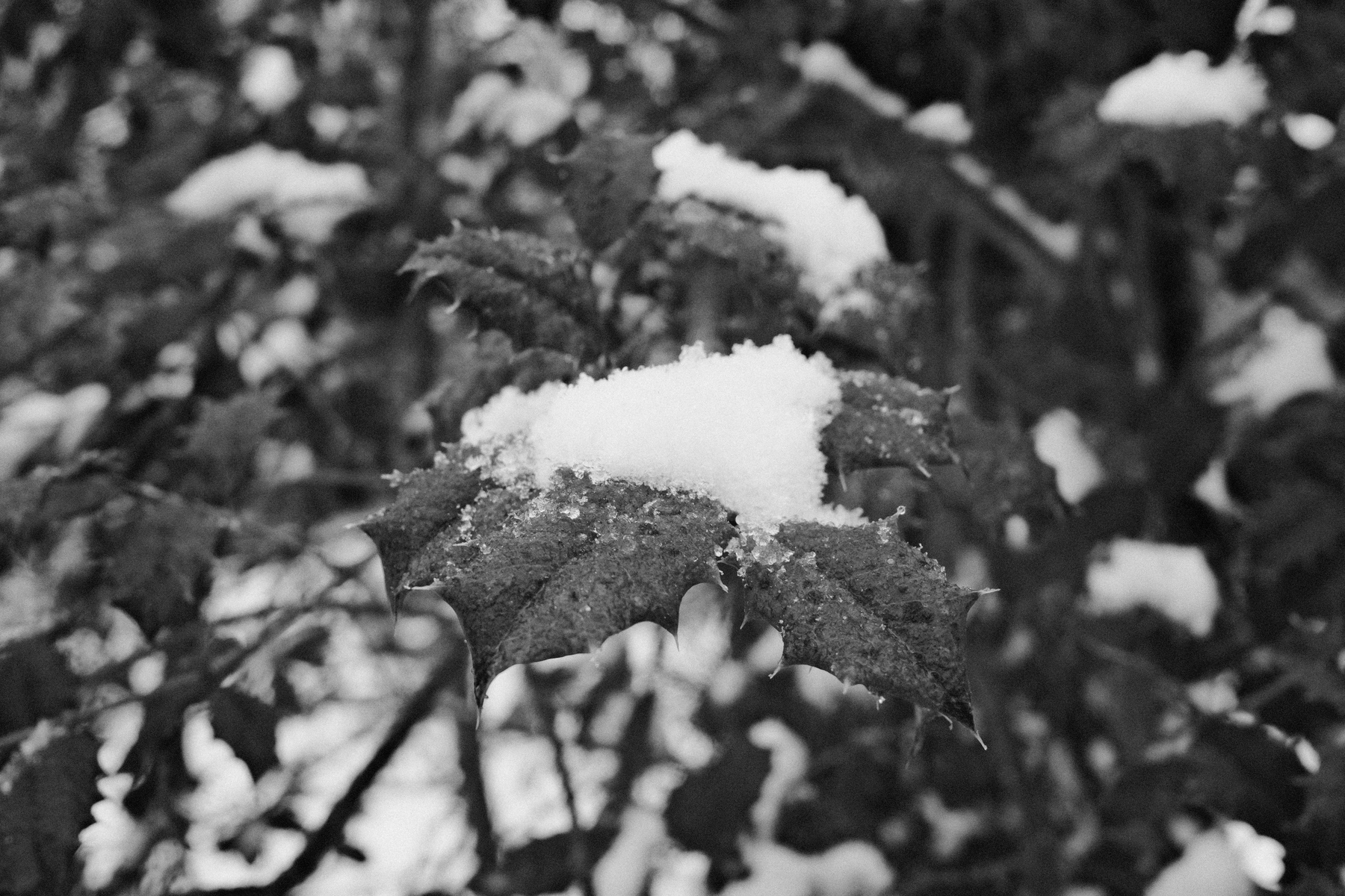 A close-up of a snow-covered holly leaf, with blurred leaves and more snow in the background. The image is in black and white.