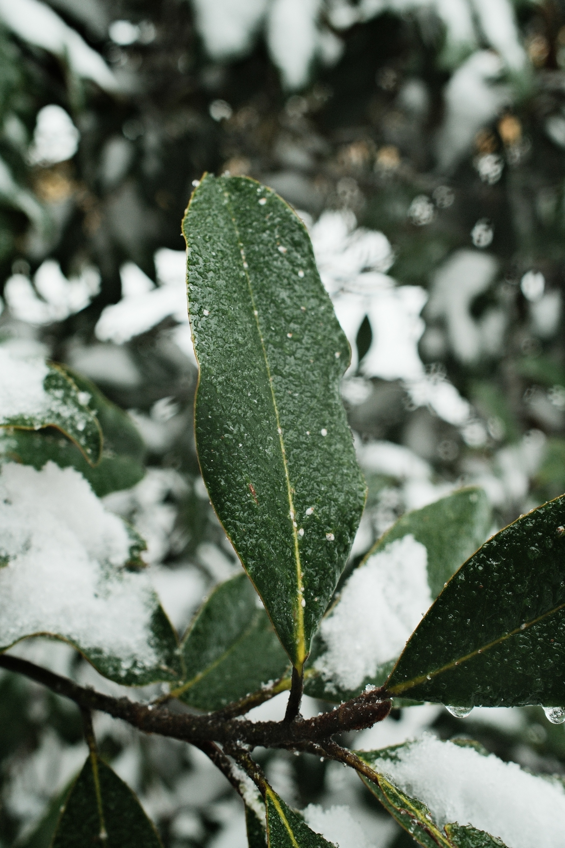 Close-up of a green southern magnolia leaf covered in snow, surrounded by other leaves with a blurred background. The leaf has a visible coating of ice.