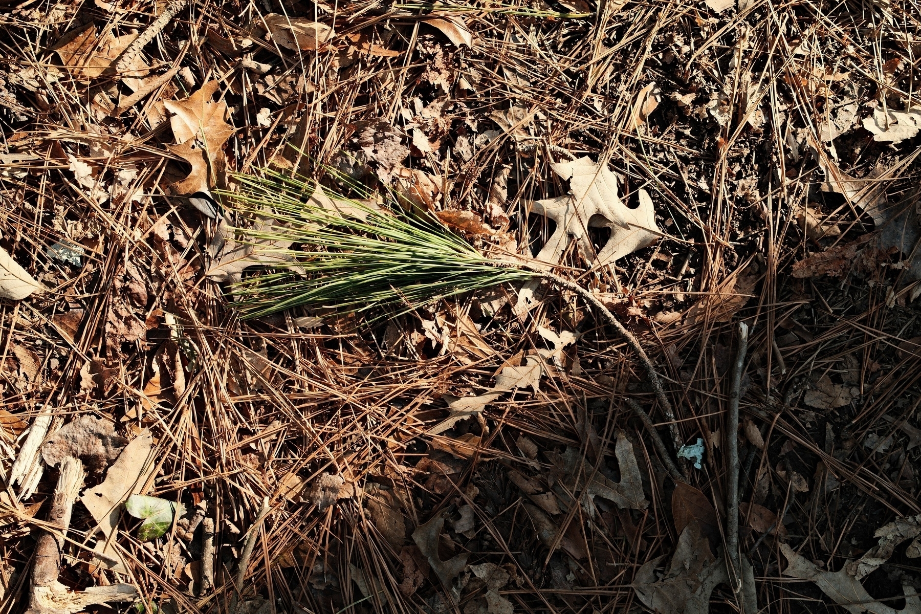 A cluster of green pine needles lies on a forest floor covered with dry brown leaves and pine needles.