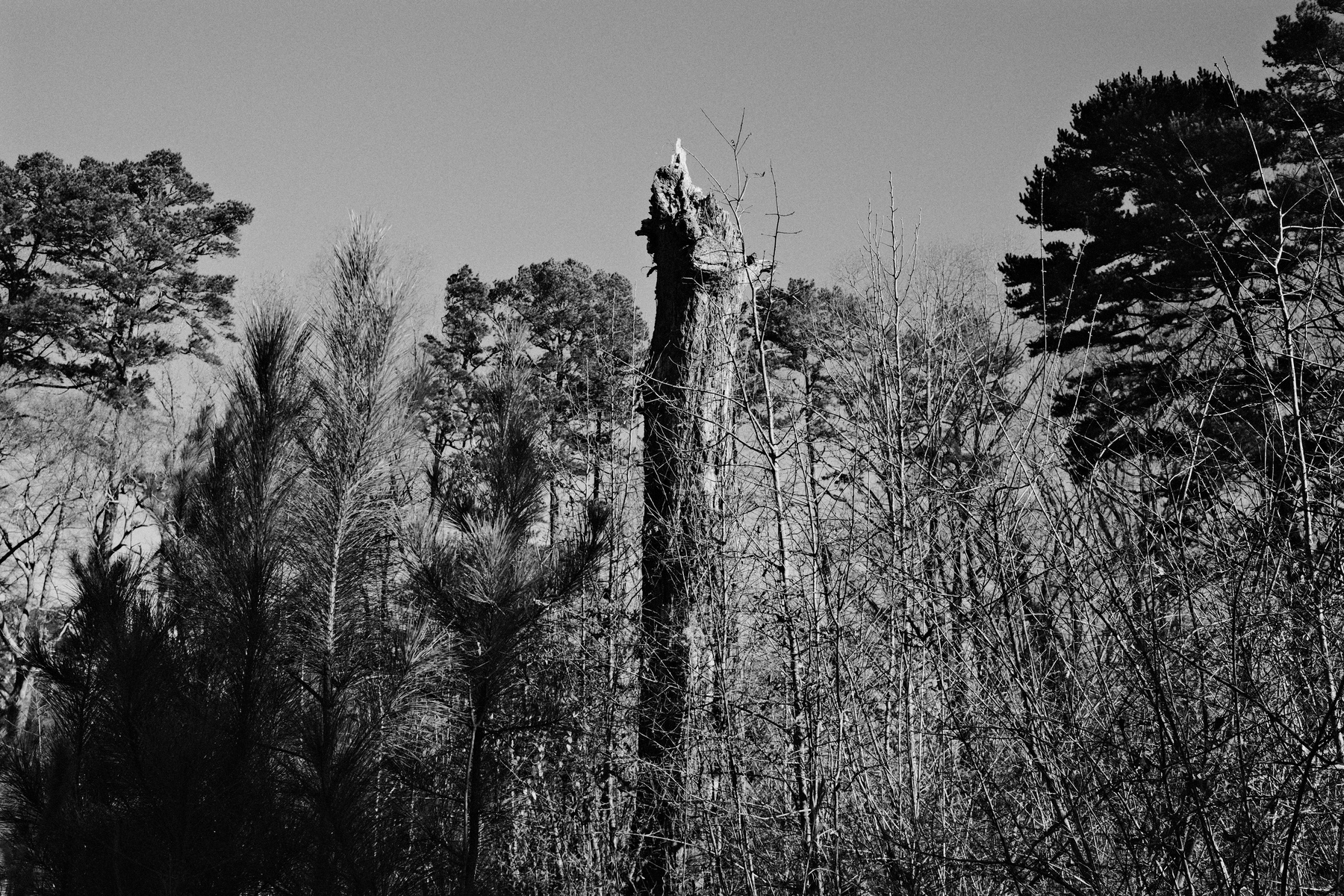 A monochrome image of a forest with tall trees. In the center is a tall, broken tree trunk, surrounded by bare branches and various types of foliage. The sky is clear in the background.