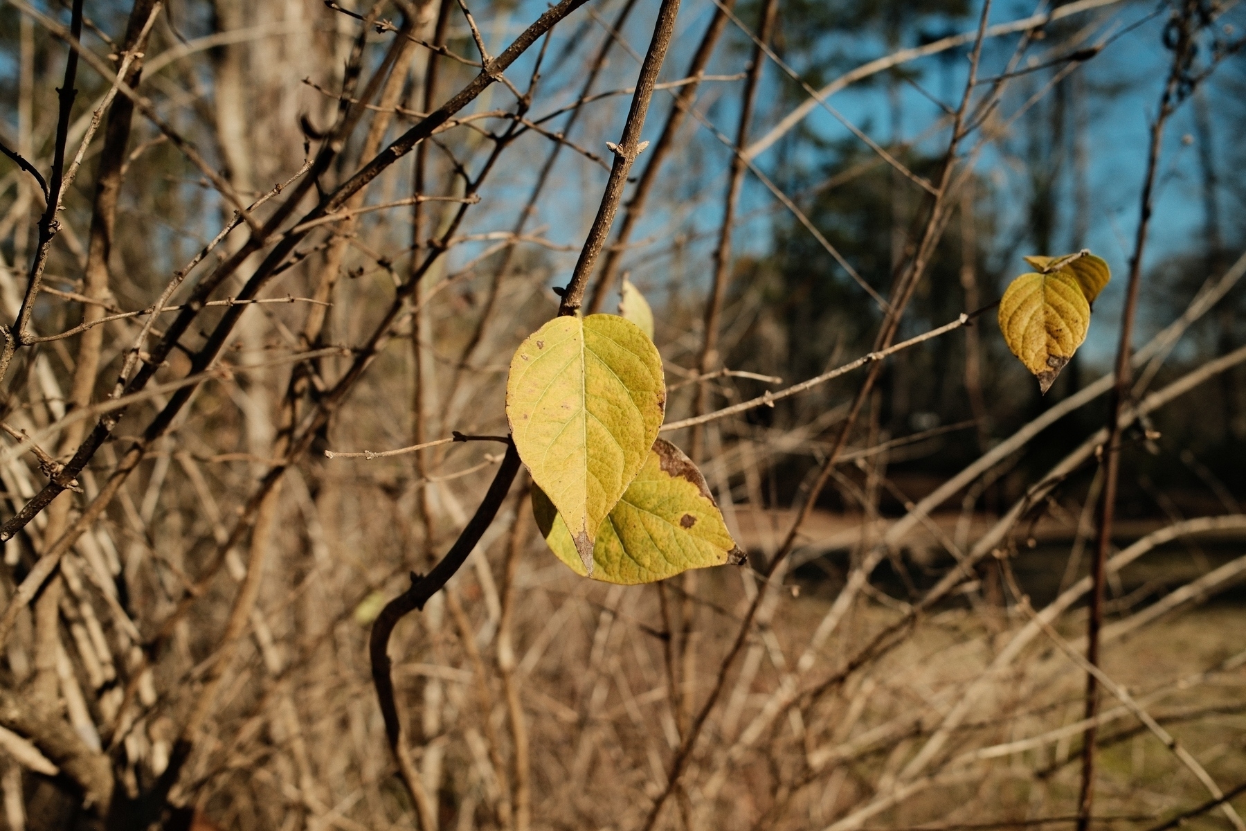 A close-up of a yellow leaf on a bare branch, set against a background of tangled branches and trees under a clear blue sky.