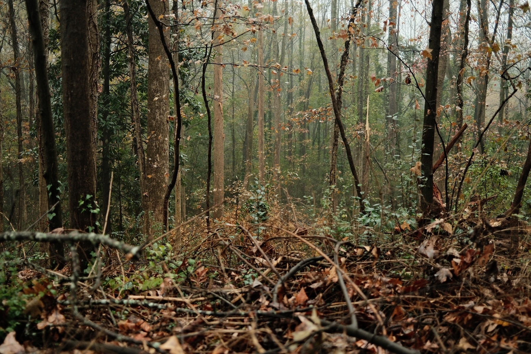 A dense forest scene with tall trees, branches, and scattered leaves. The ground is covered with fallen leaves and twigs, creating a natural, earthy texture. The atmosphere appears misty, adding depth to the woodland setting.