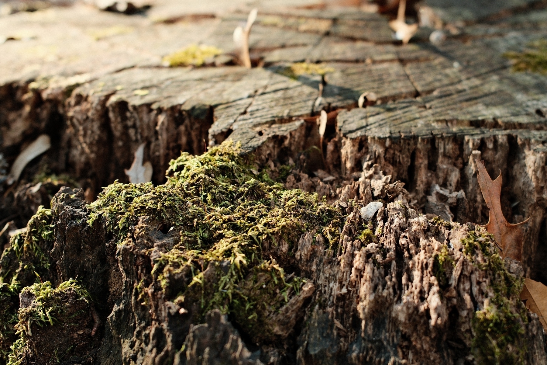 A close-up of a decaying tree stump covered with green moss and partially surrounded by dry leaves. The surface of the stump shows the lines of growth rings.