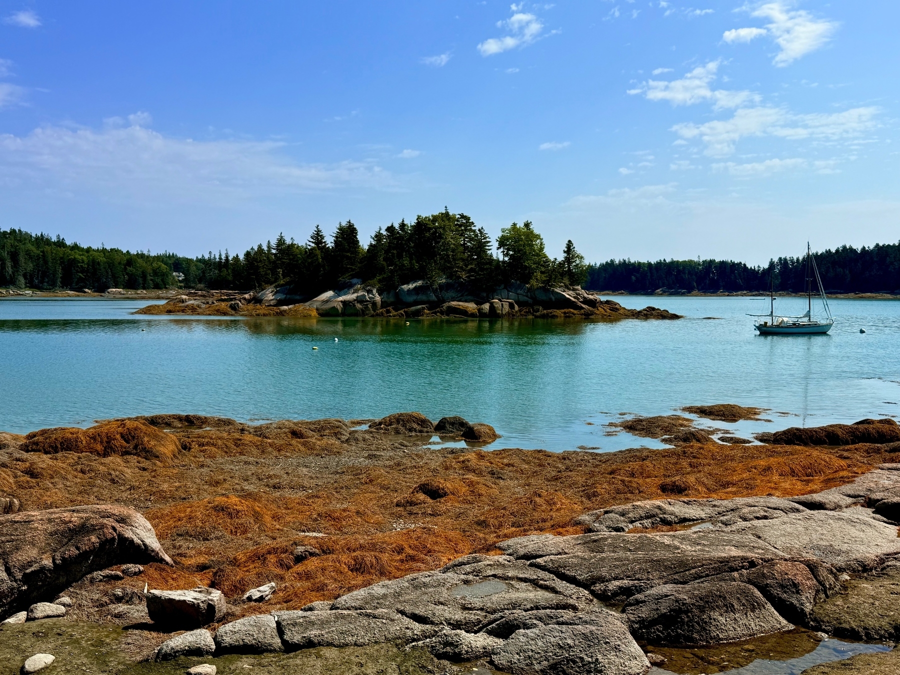 A serene coastal scene featuring calm blue waters and a small island with evergreen trees. A sailboat is anchored on the right. The rocky shoreline is covered with brown seaweed, under a clear, blue sky.
