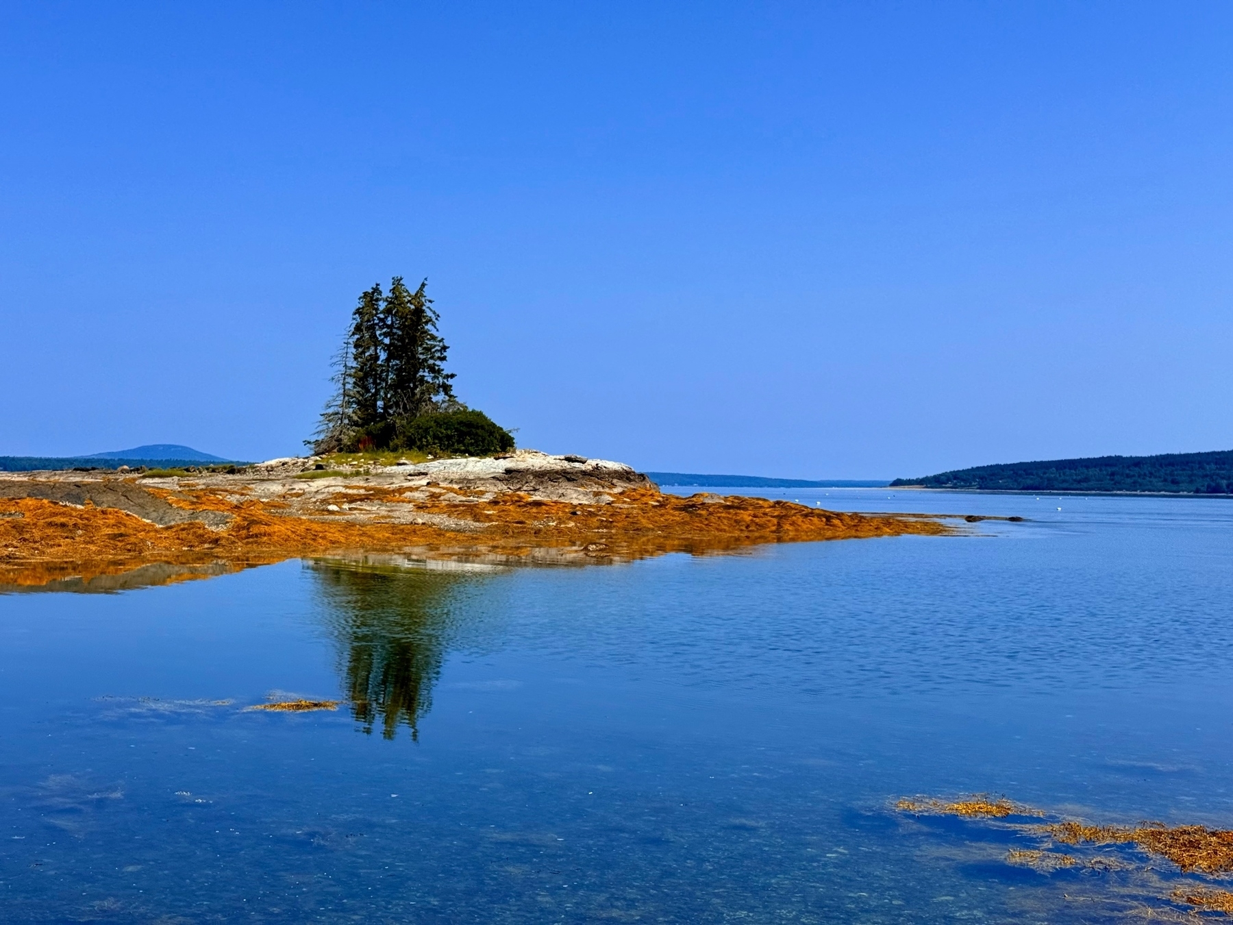 A small rocky island with sparse evergreen trees surrounded by calm, clear blue water under a clear blue sky. Rust-colored seaweed covers parts of the rocks, and the island’s reflection is visible in the water.