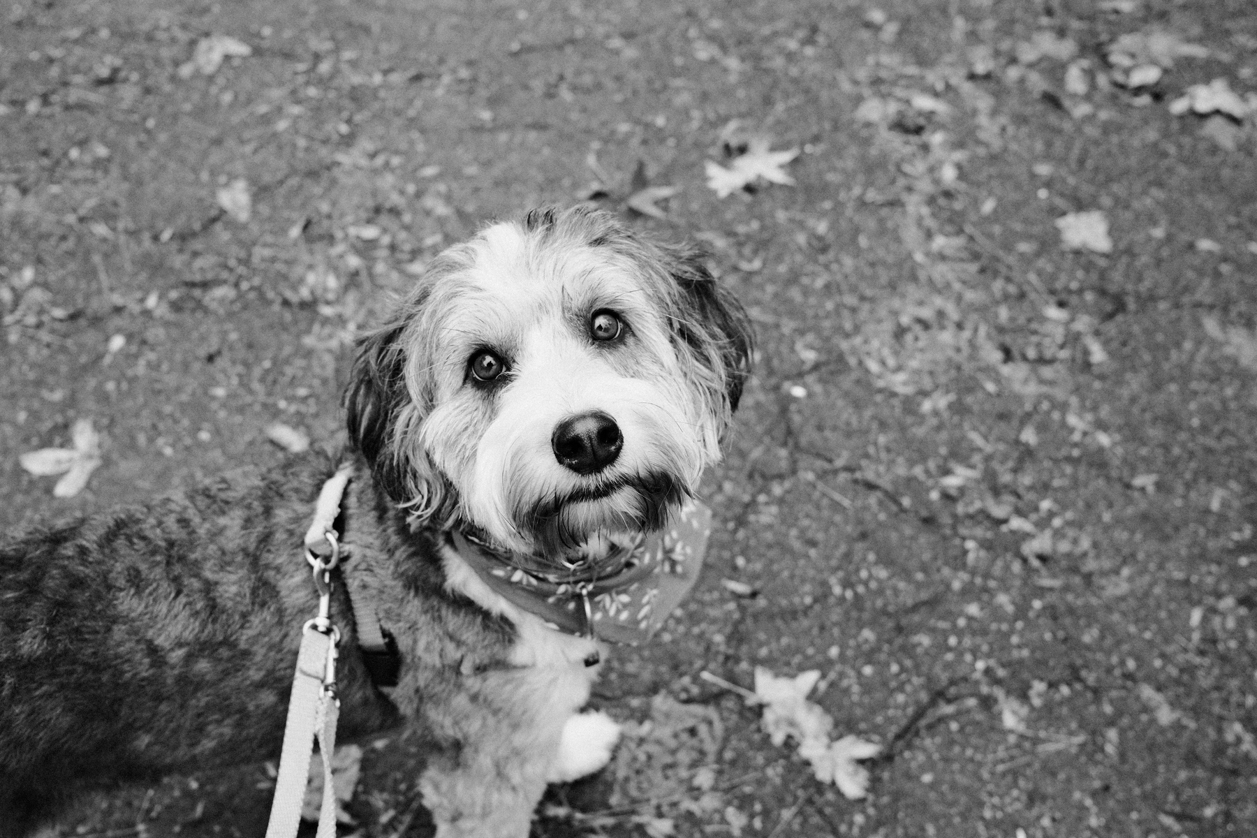 A black and white photo of a dog looking up. The dog is wearing a bandana and is on a leash. The ground is covered with a few fallen leaves.