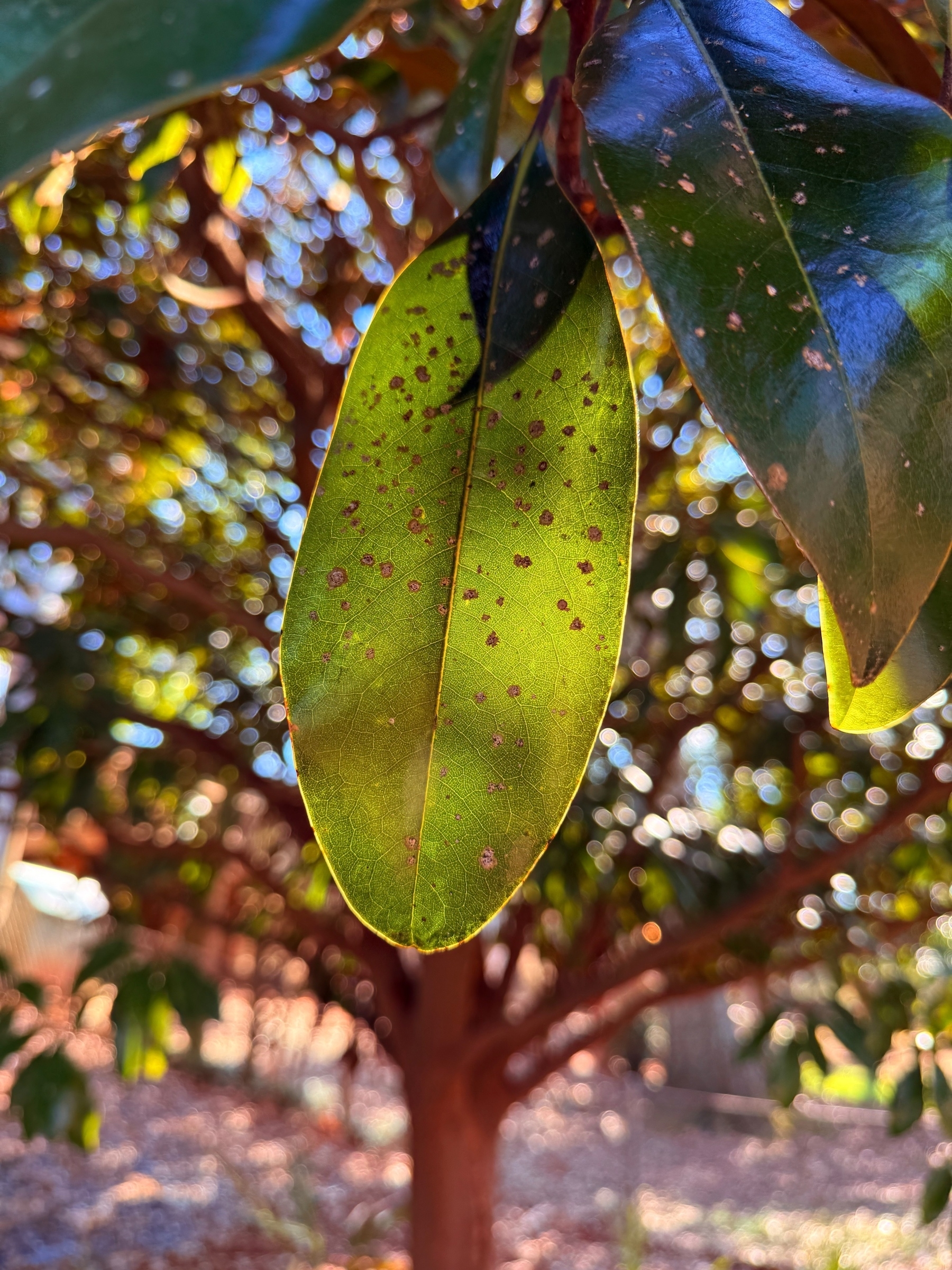 A close-up of a single green leaf with brown spots, hanging from a tree. The background is a blurred view of more foliage and tree branches, with sunlight filtering through, creating a bokeh effect.