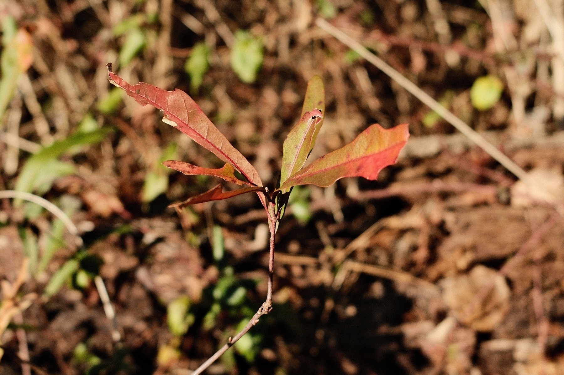 A small plant with red and green leaves emerging from a thin stem, set against a blurred natural background.