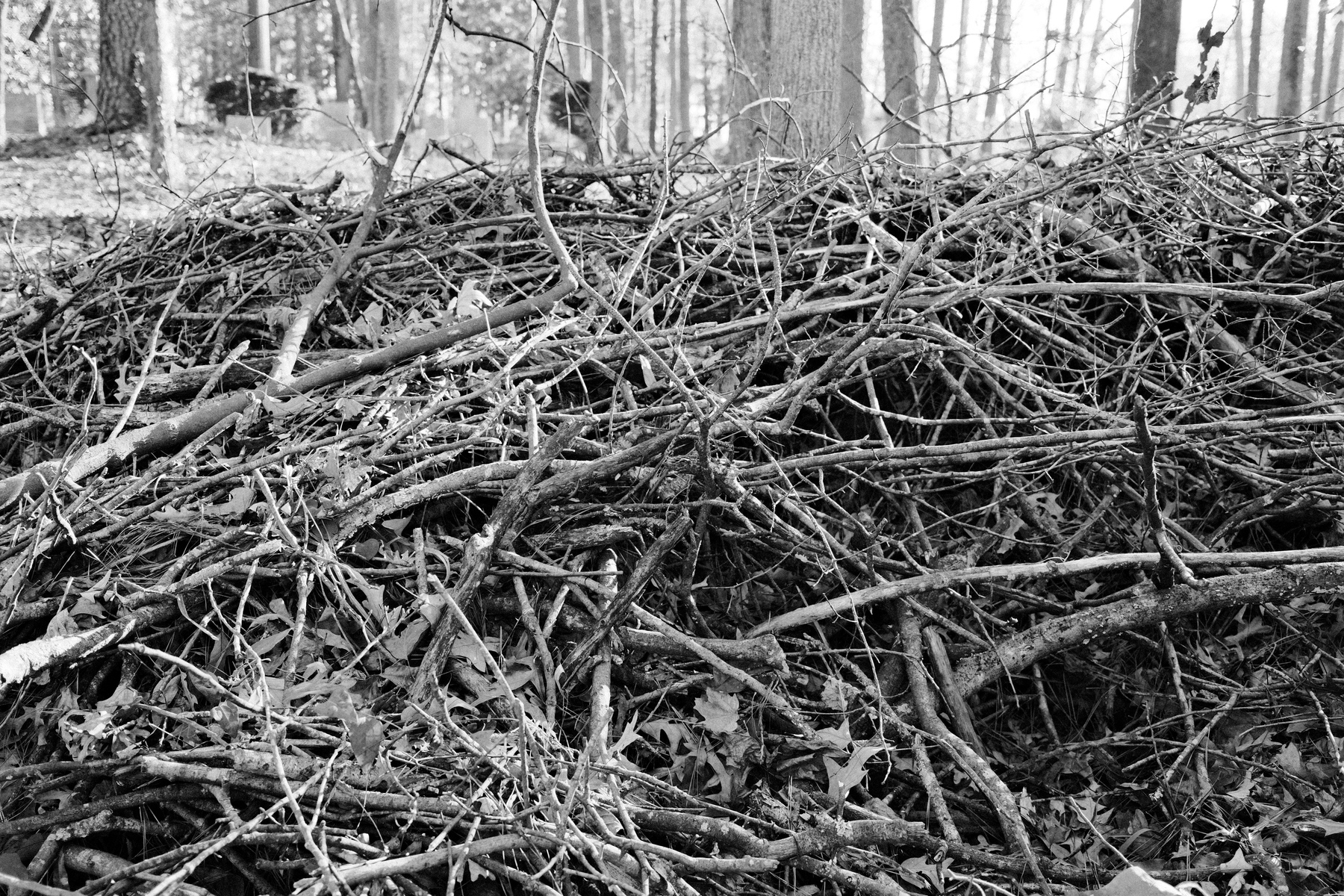 A dense pile of twigs and branches, with scattered leaves, in a wooded area. The background shows trees and sunlight filtering through. The image is in black and white.