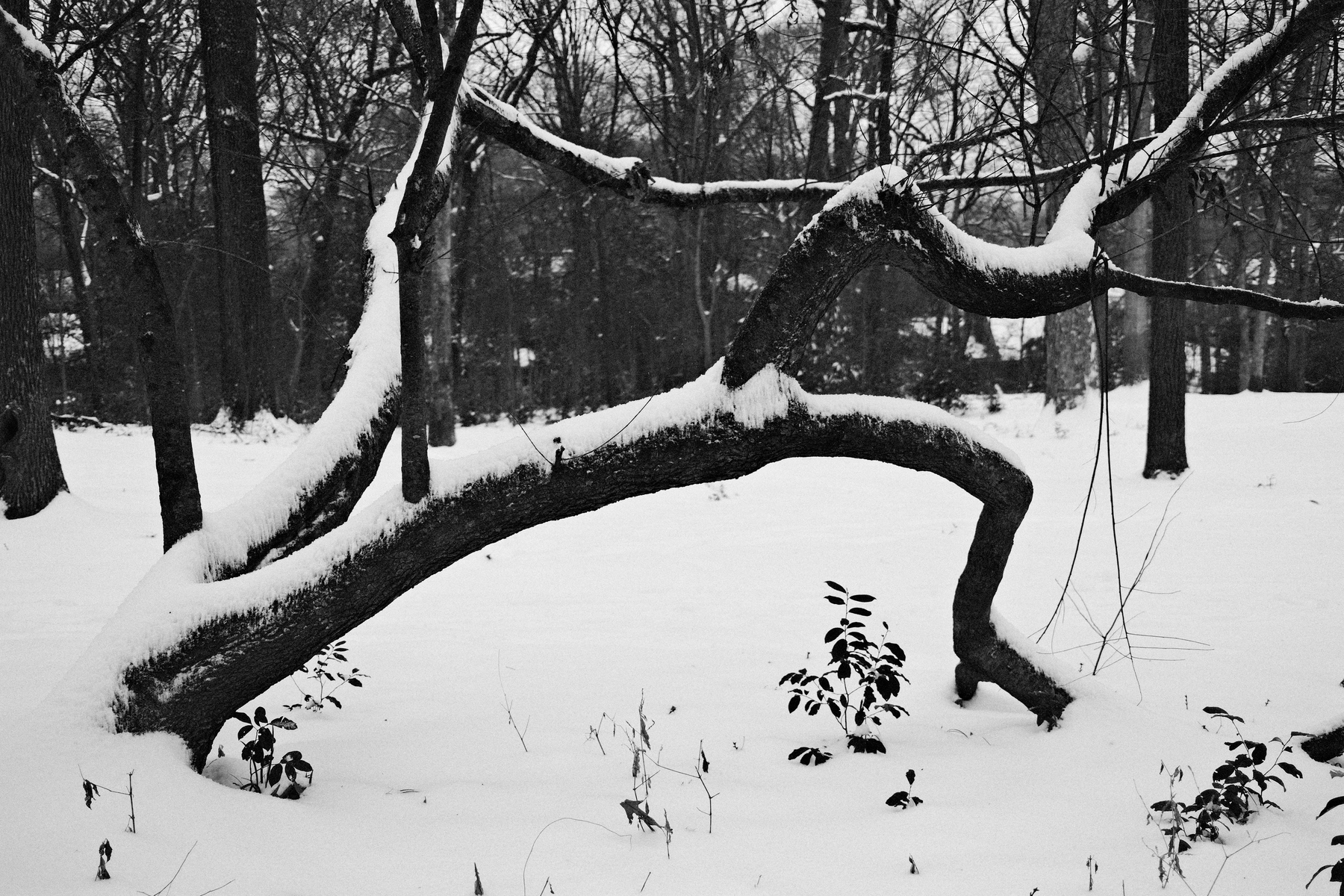 A snowy landscape featuring a large, arching tree branch covered in snow. The ground is blanketed with snow, and small plants protrude through it. Bare trees are visible in the background.