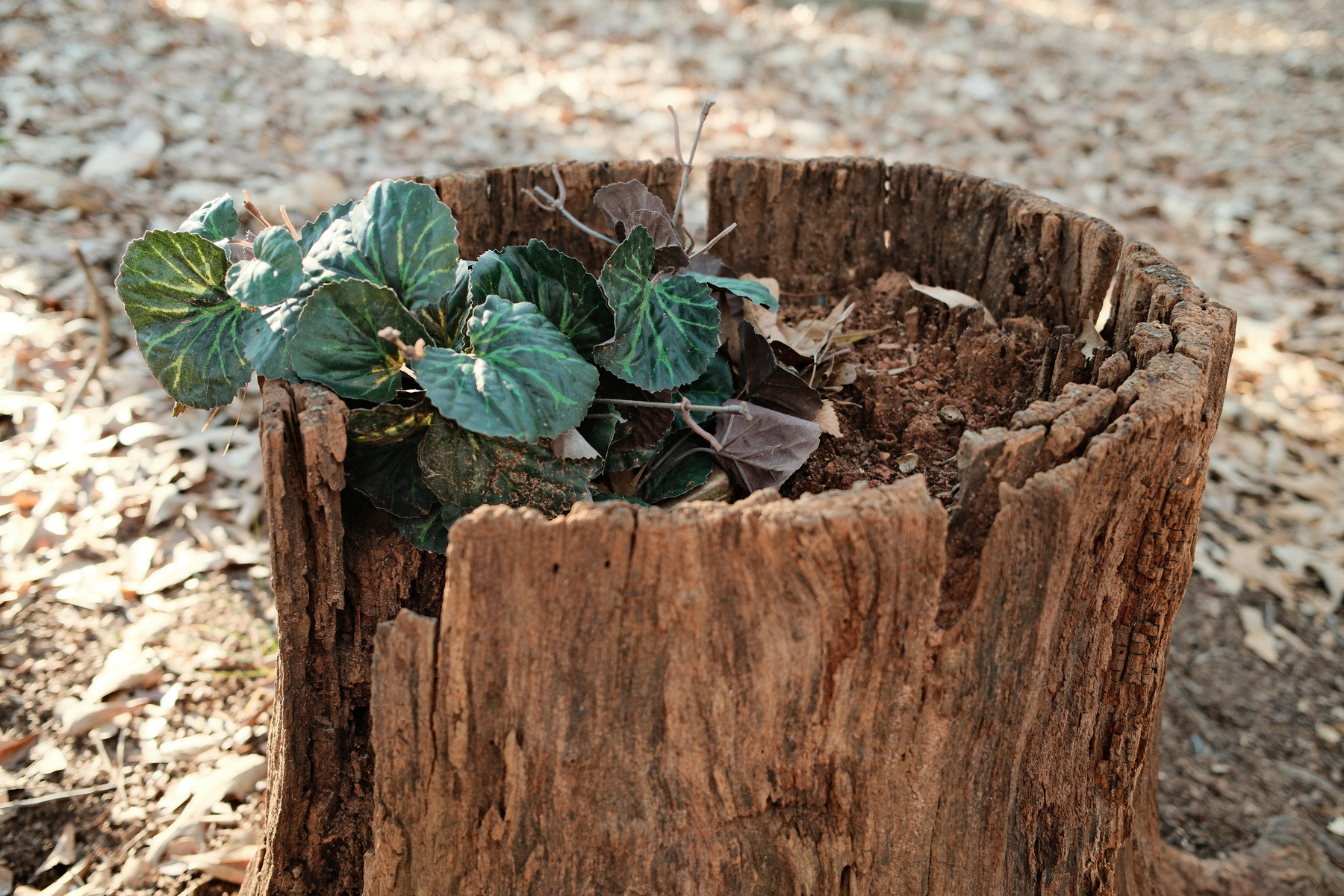 Auto-generated description: A small plant with green leaves is growing inside a hollow tree stump surrounded by fallen leaves.