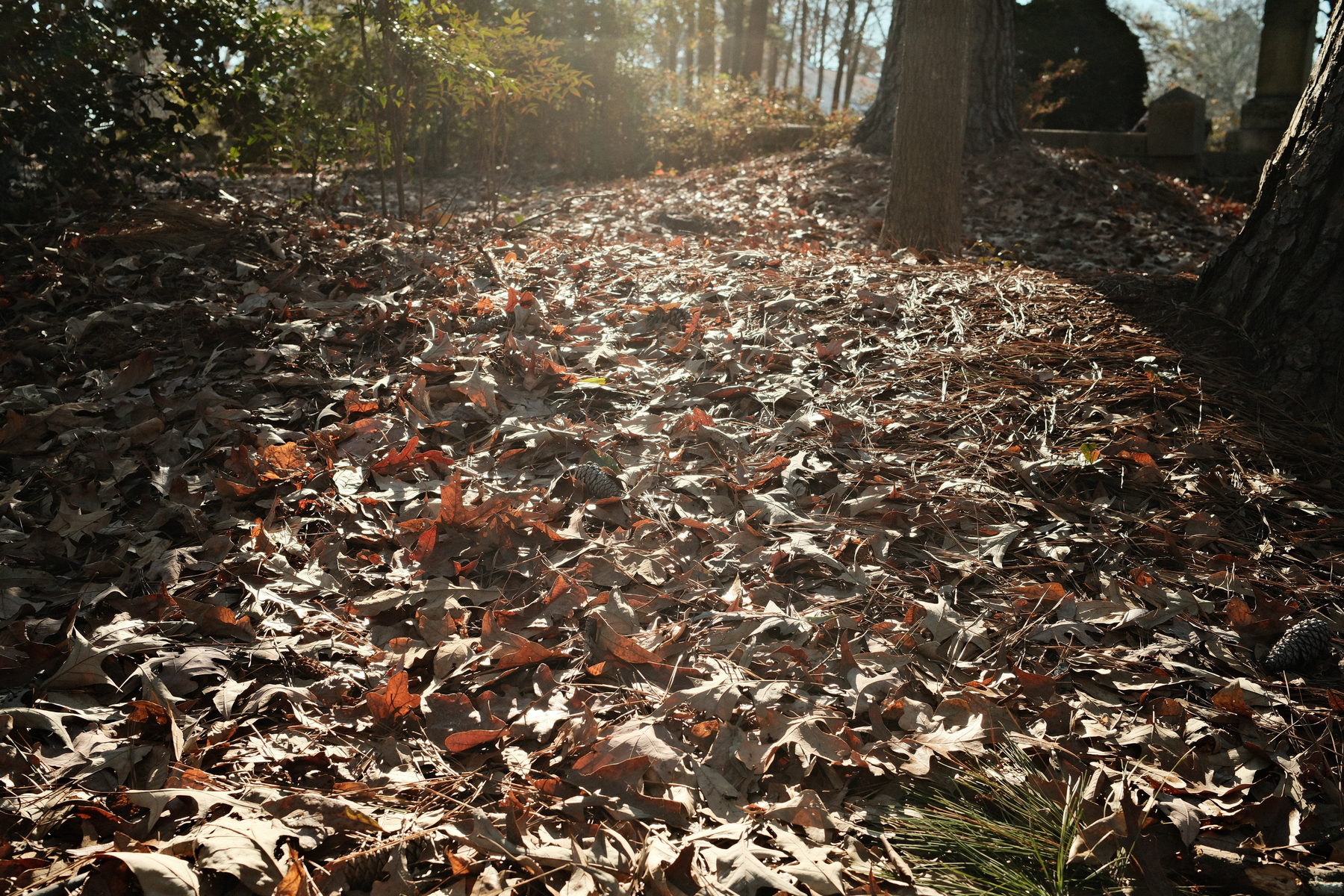 Auto-generated description: A forest floor is covered with a layer of fallen leaves under dappled sunlight.