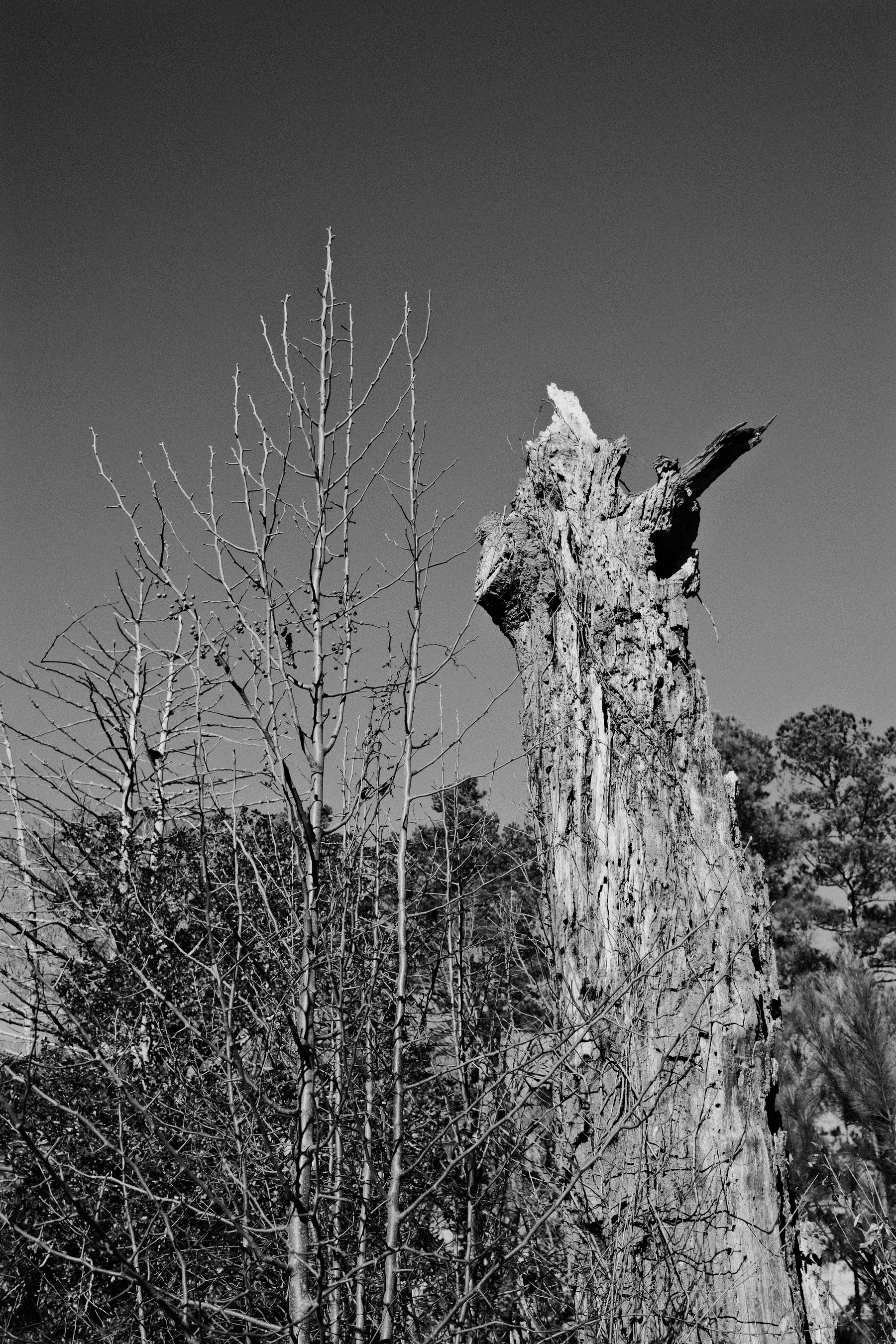 Auto-generated description: A barren tree trunk stands beside leafless branches under a clear sky.